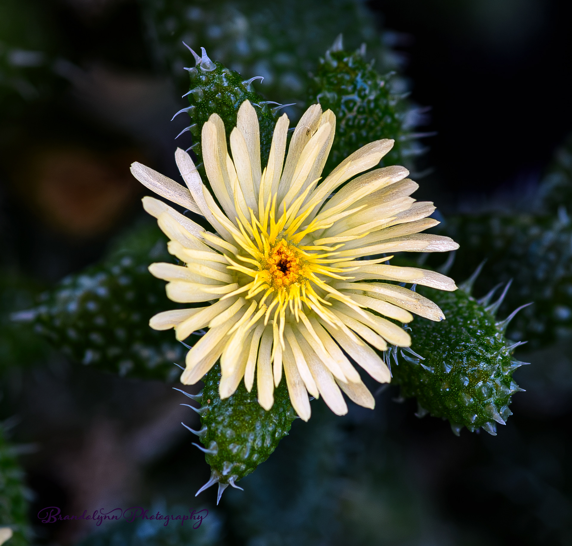 Delosperma echinatum, or "Pickle Plant"