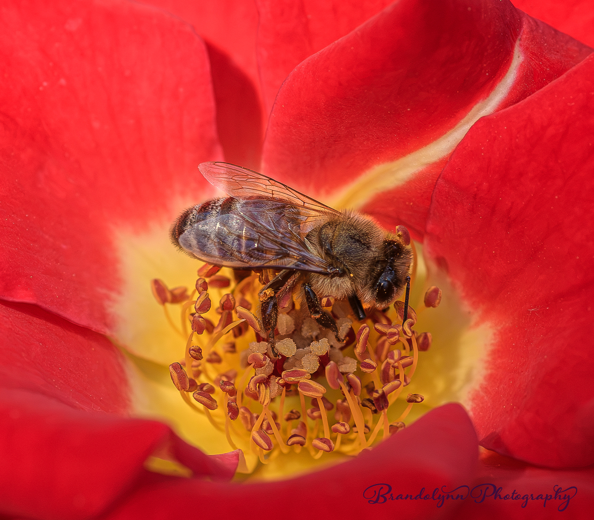 Honey Bee