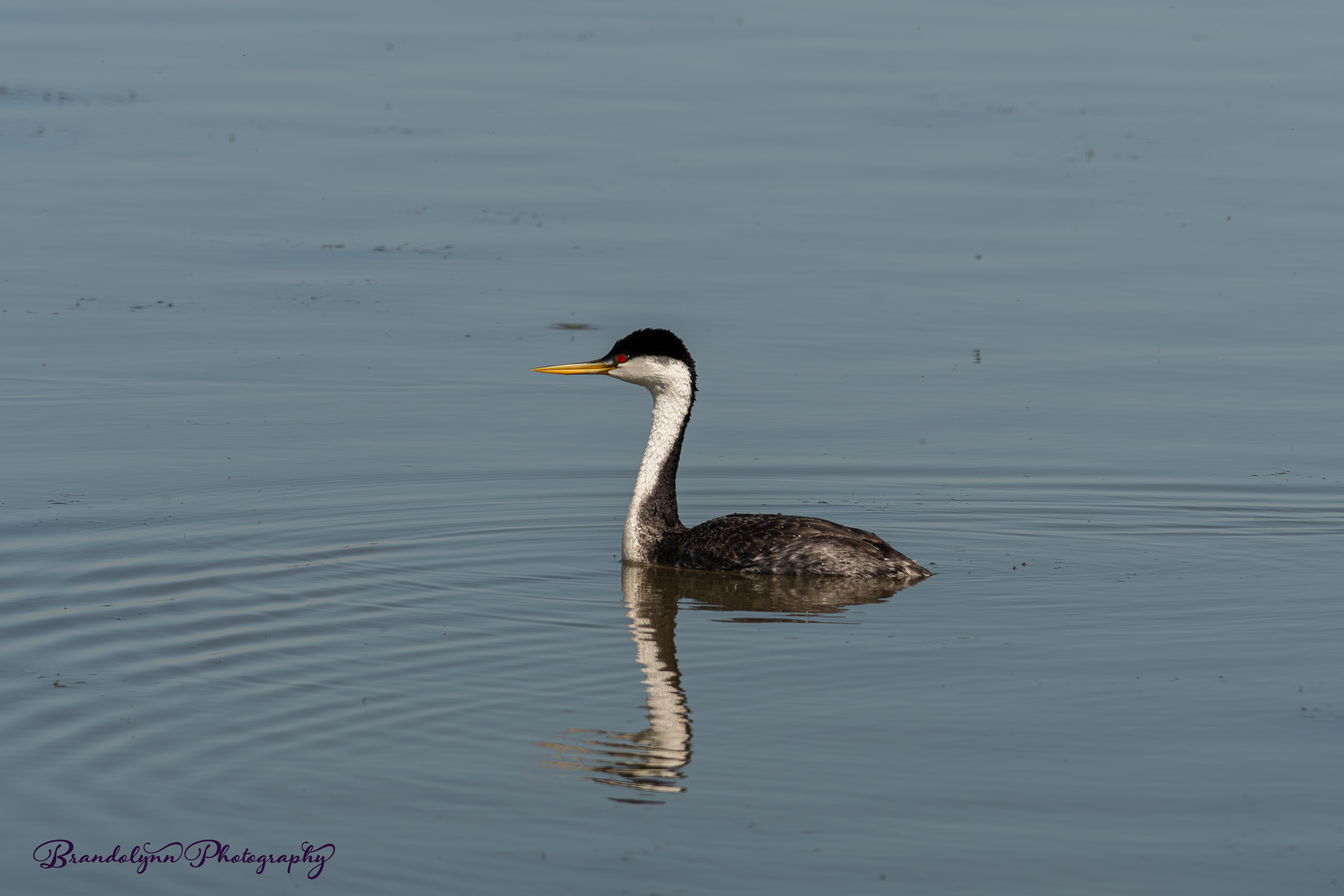 Western Grebe