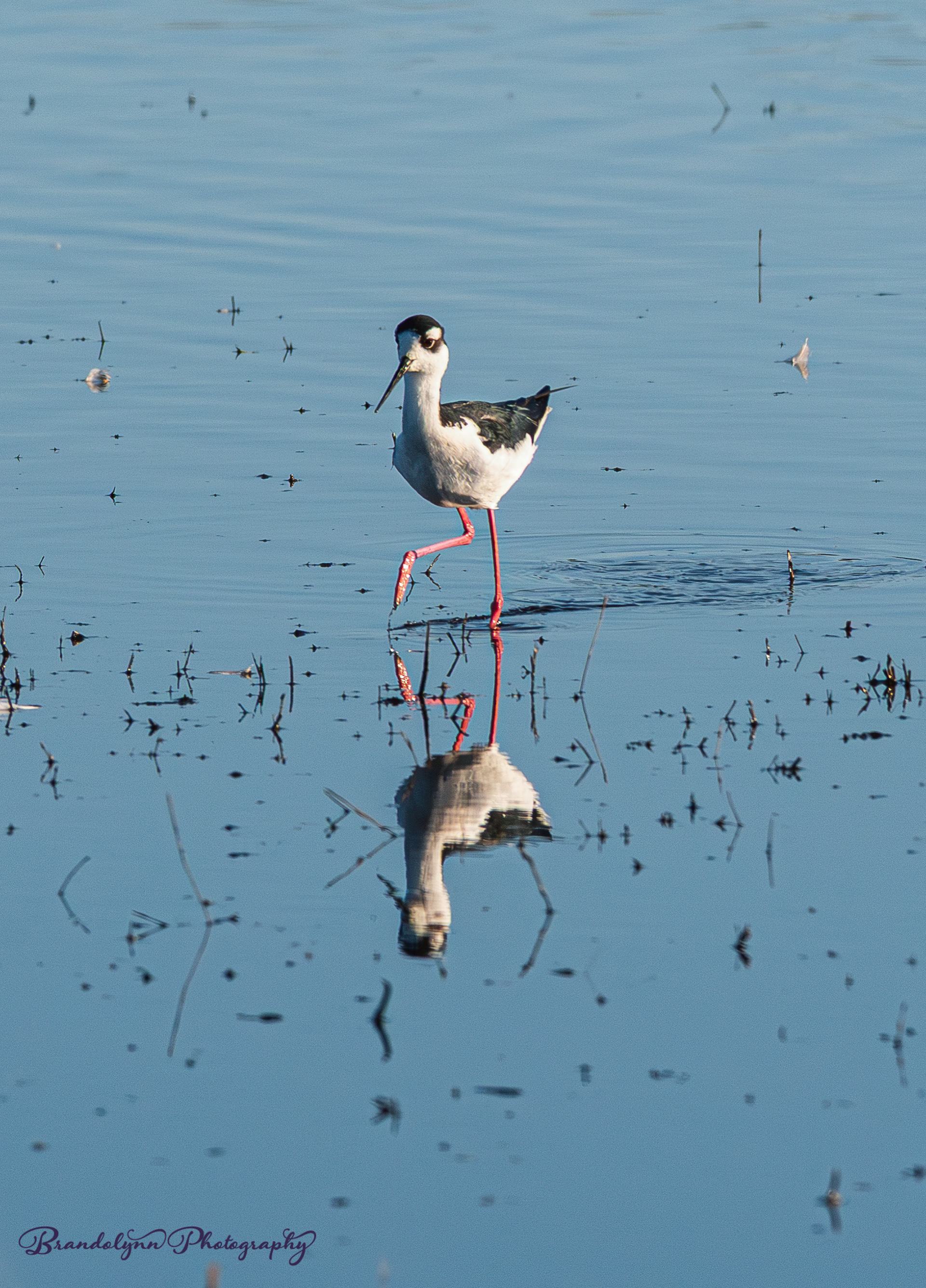 Black-necked Stilt