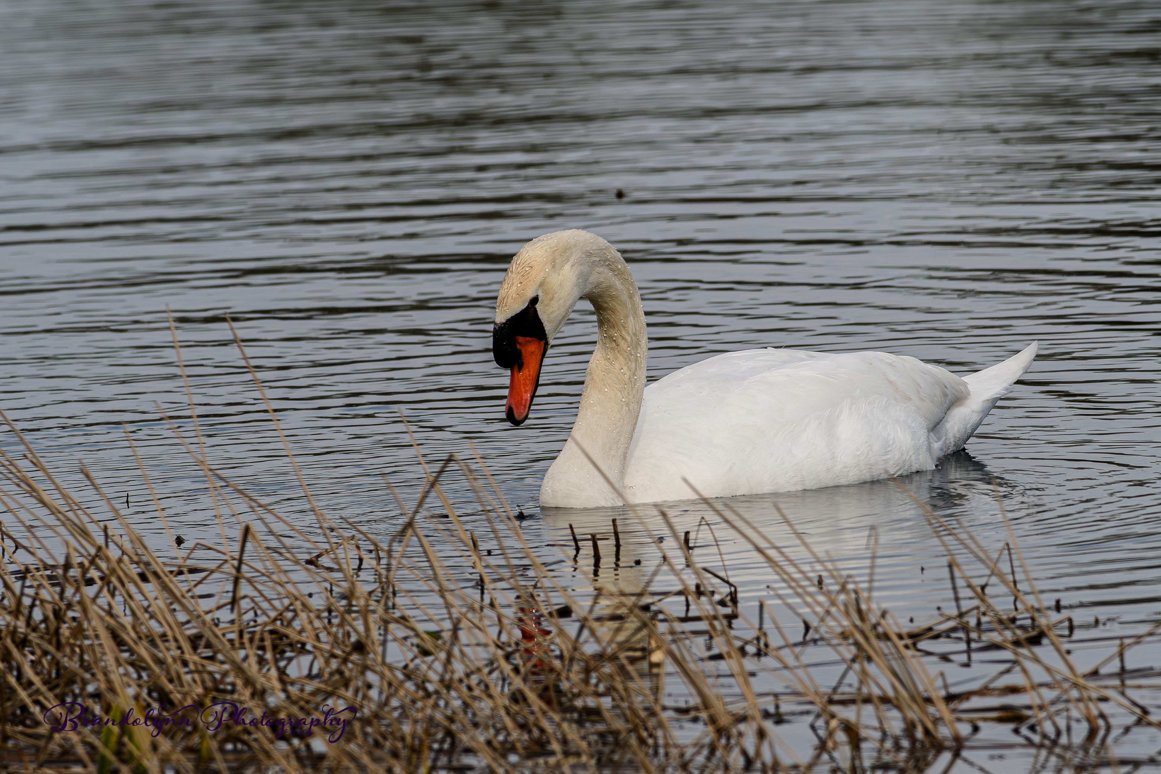 Male Mute Swan