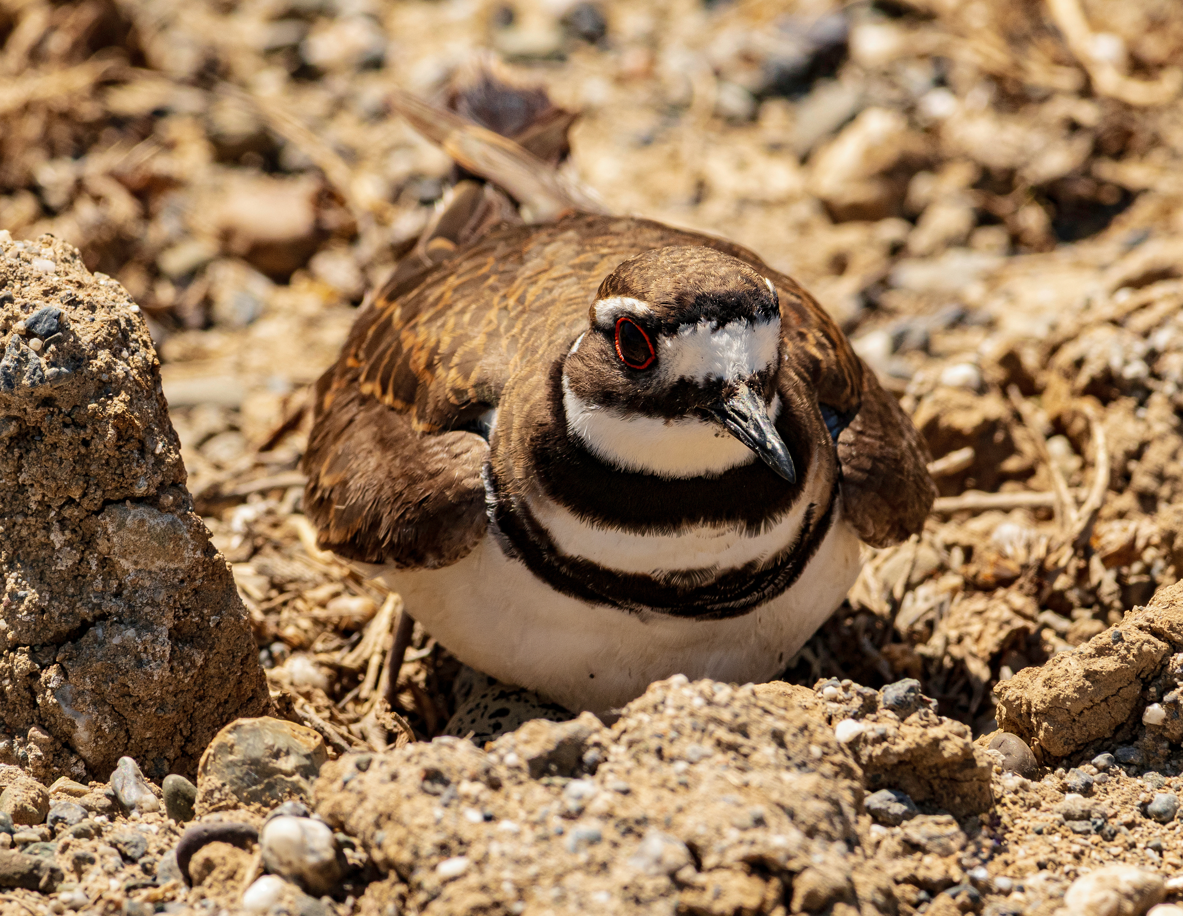 Killdeer