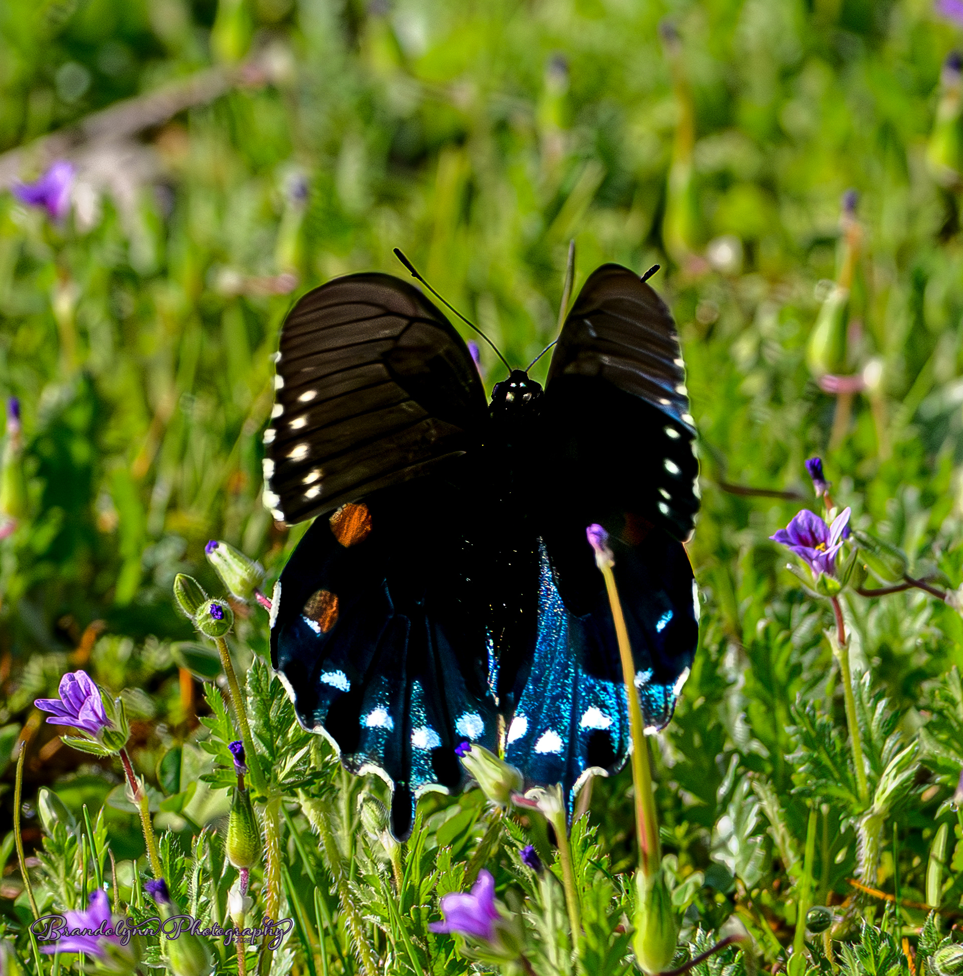 California Pipevine Swallowtail