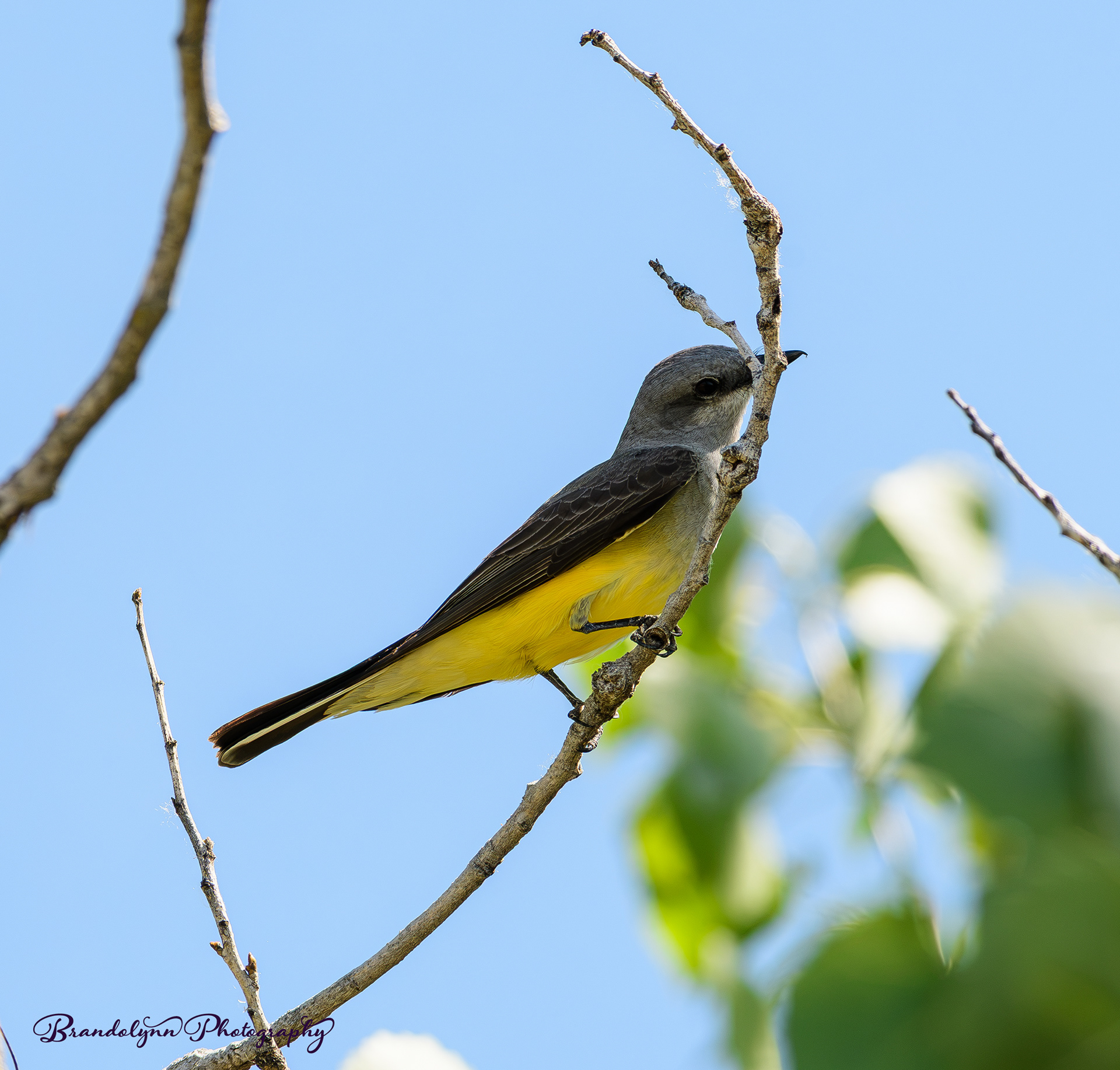 Western Kingbird