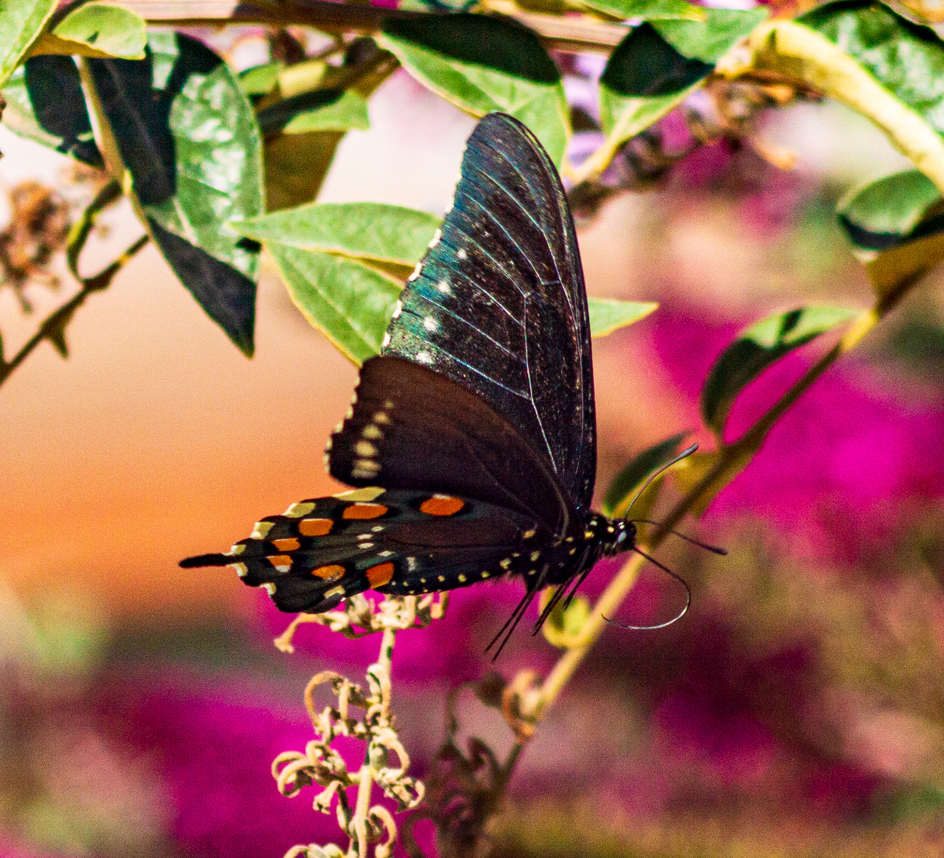 California Pipevine Swallowtail