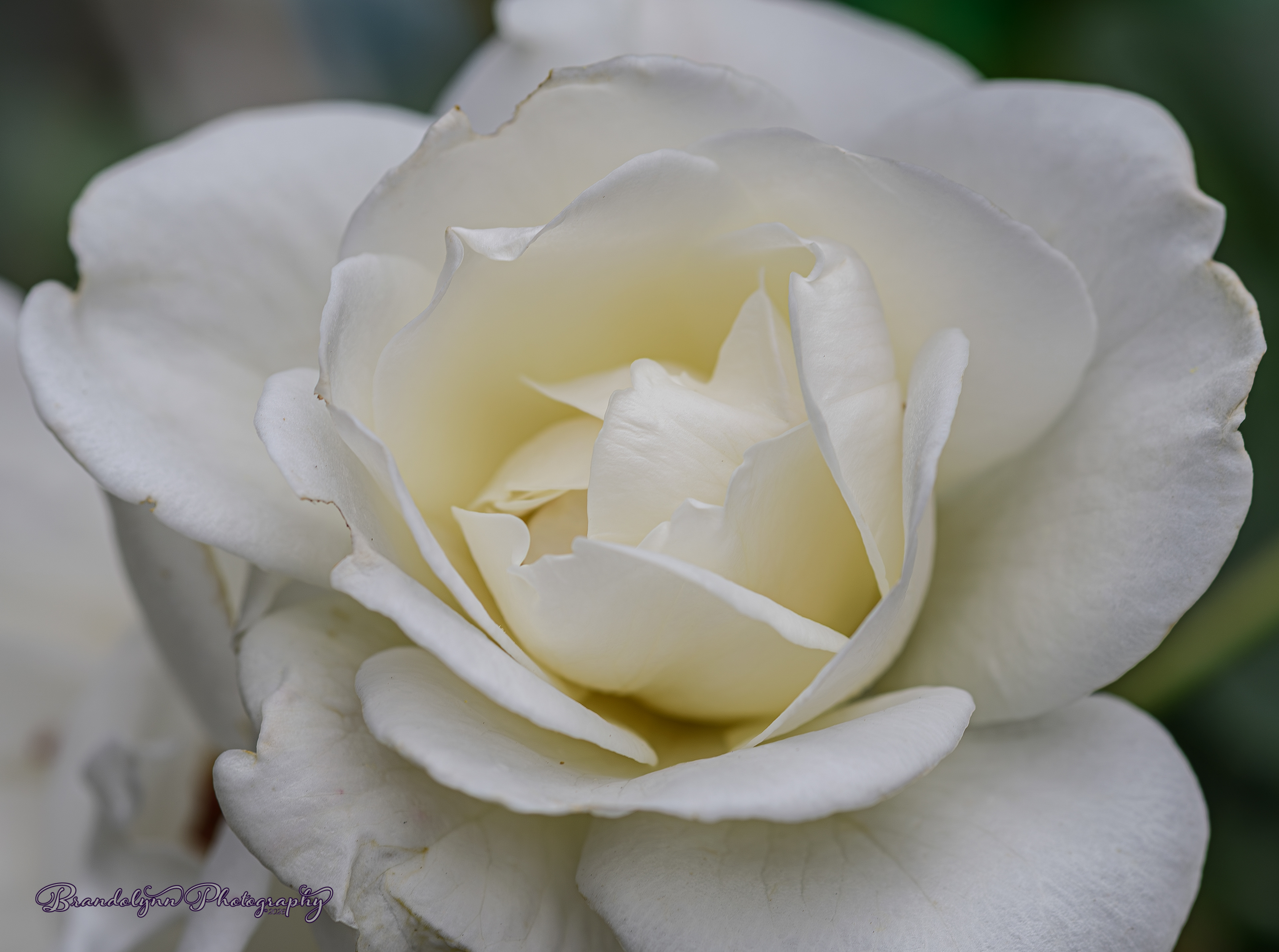'John F. Kennedy' Rose