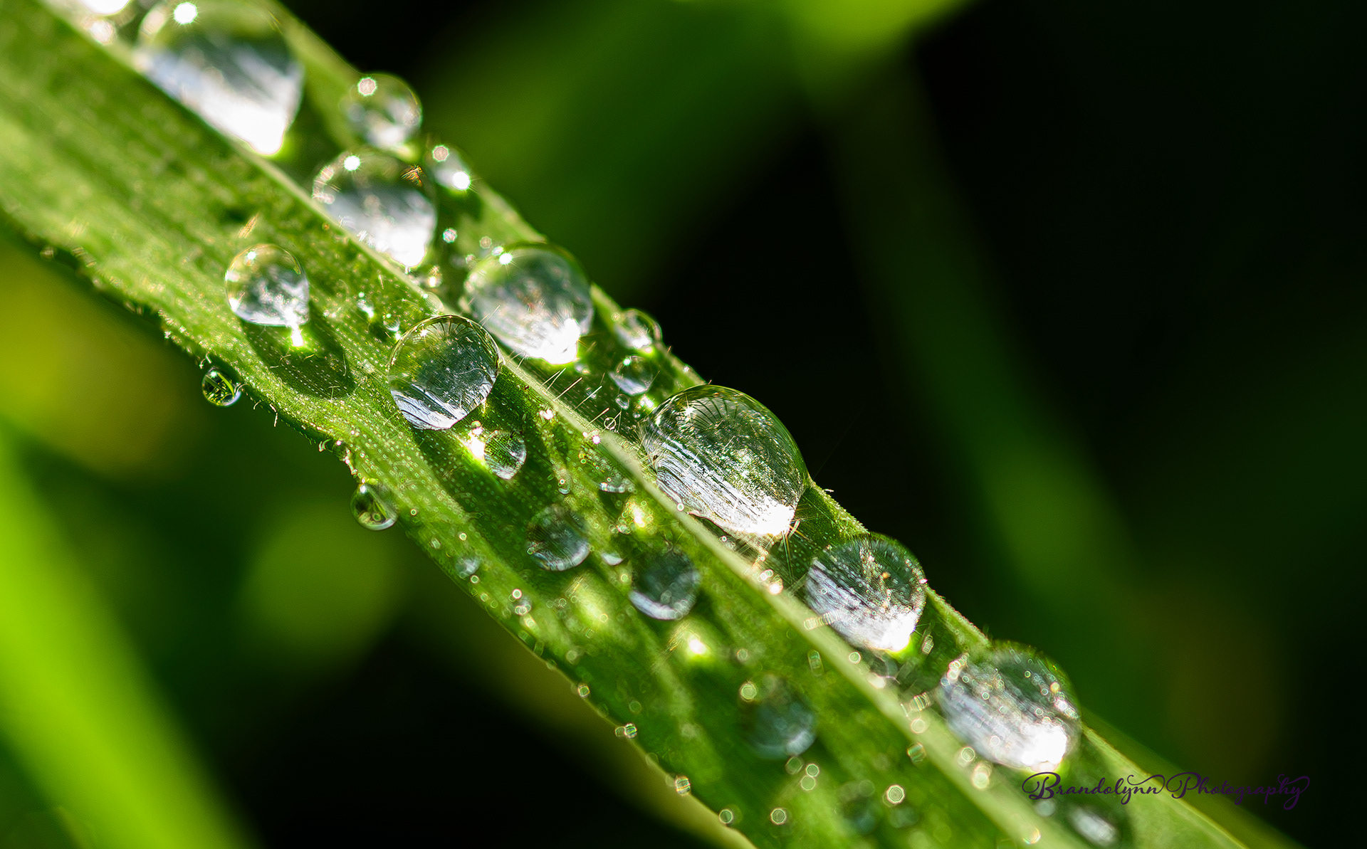Water drops on a blade of grass.
