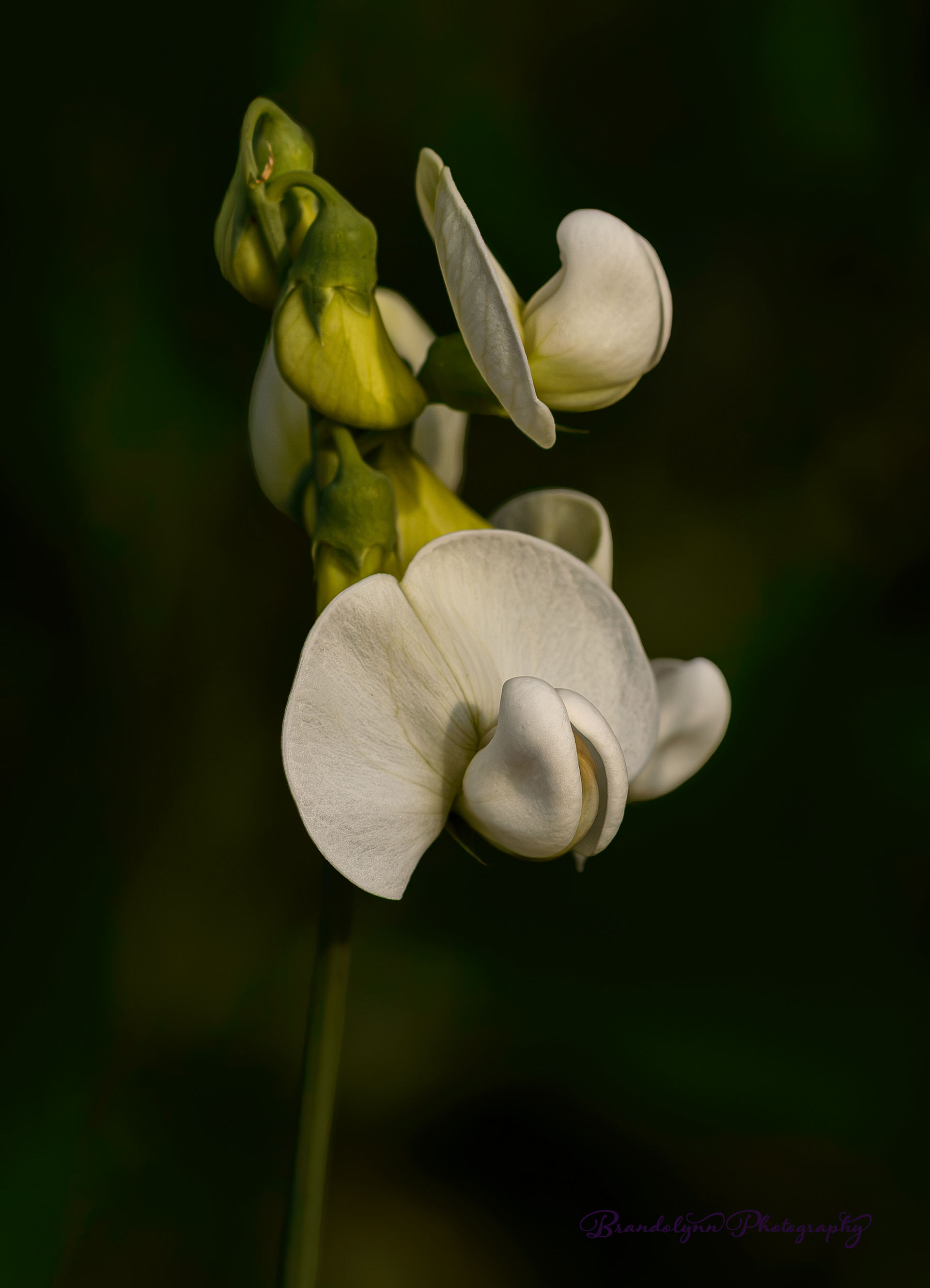  Lathyrus latifolius 'White Pearl' or "Everlasting Pea"