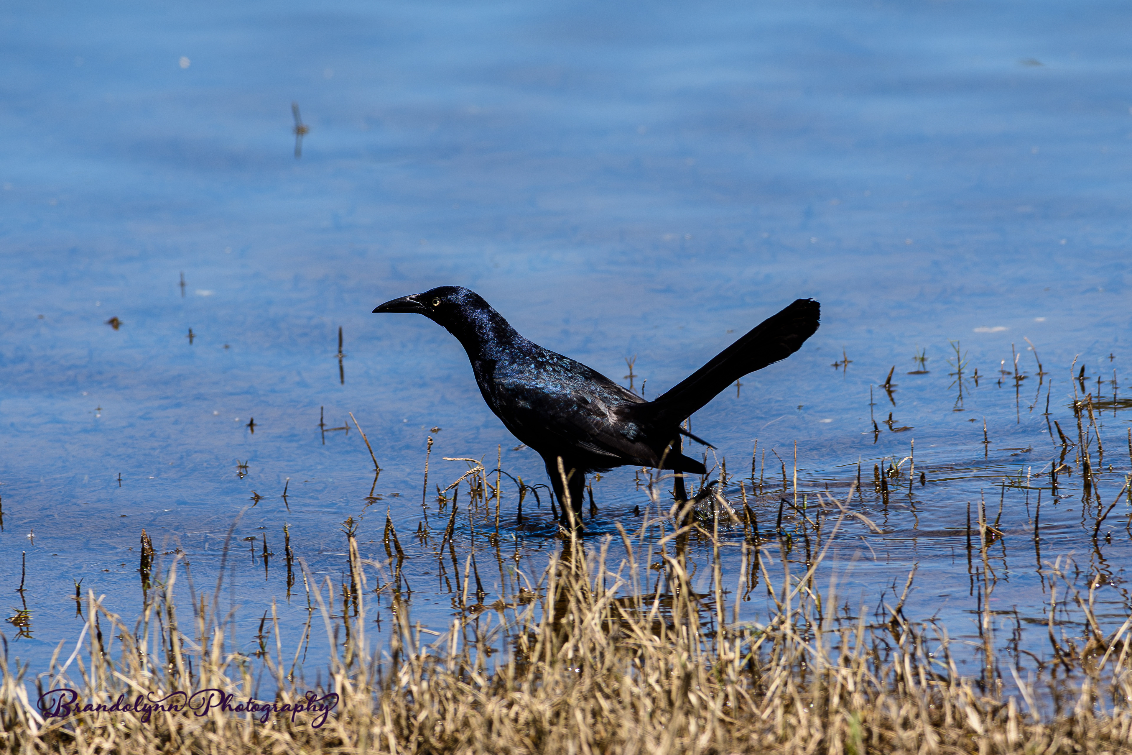  Male Great-tailed Grackle