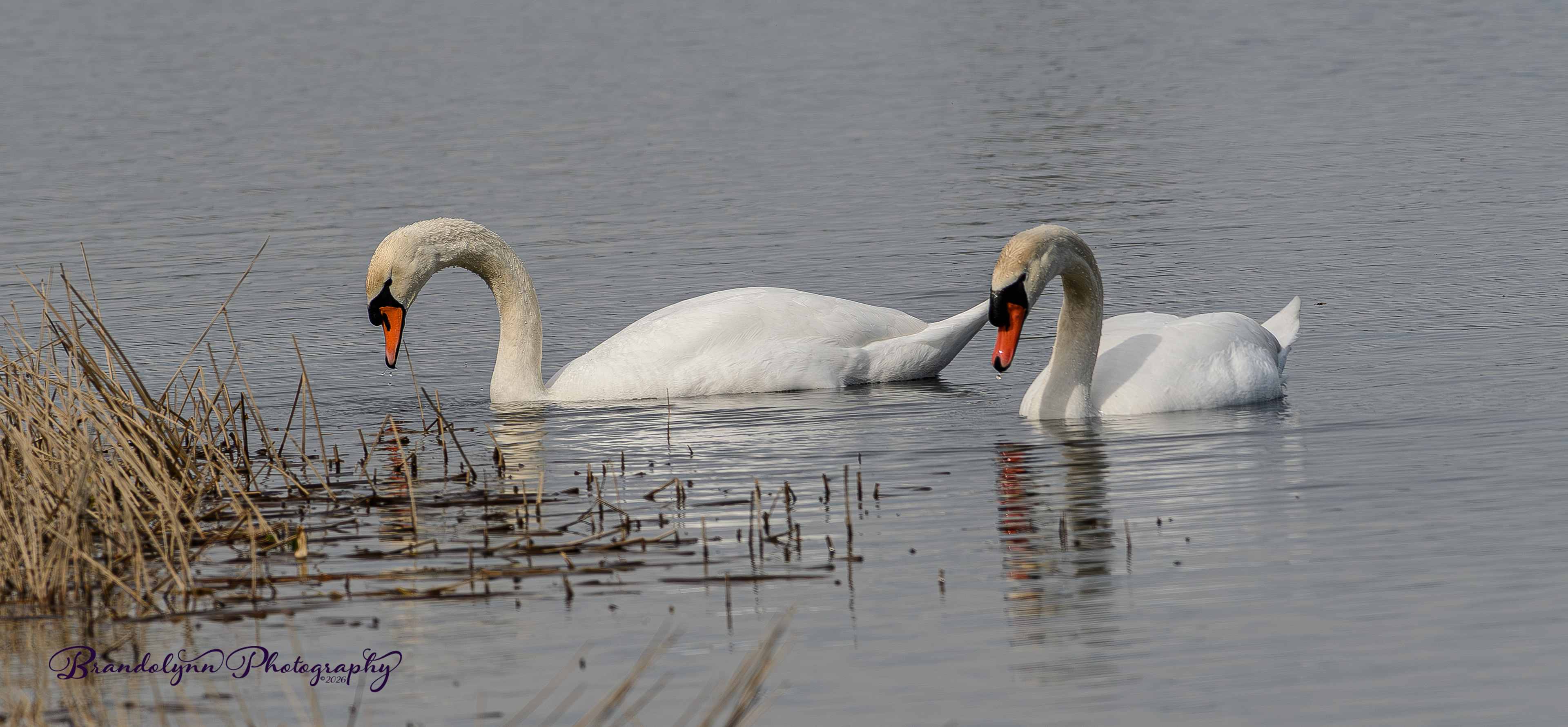 Mute Swan Pair