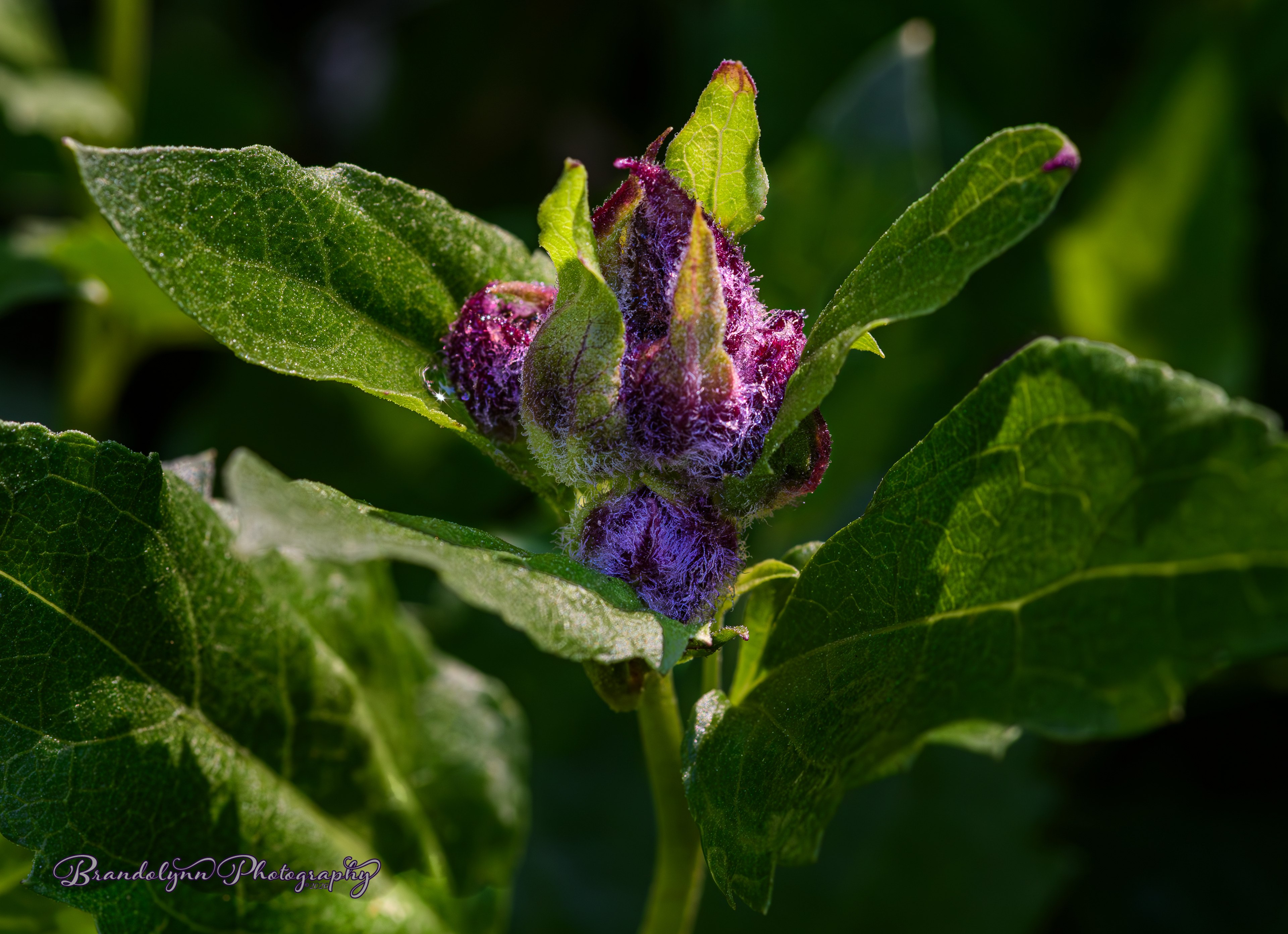 Ribes roezlii, or Sierra Gooseberry"