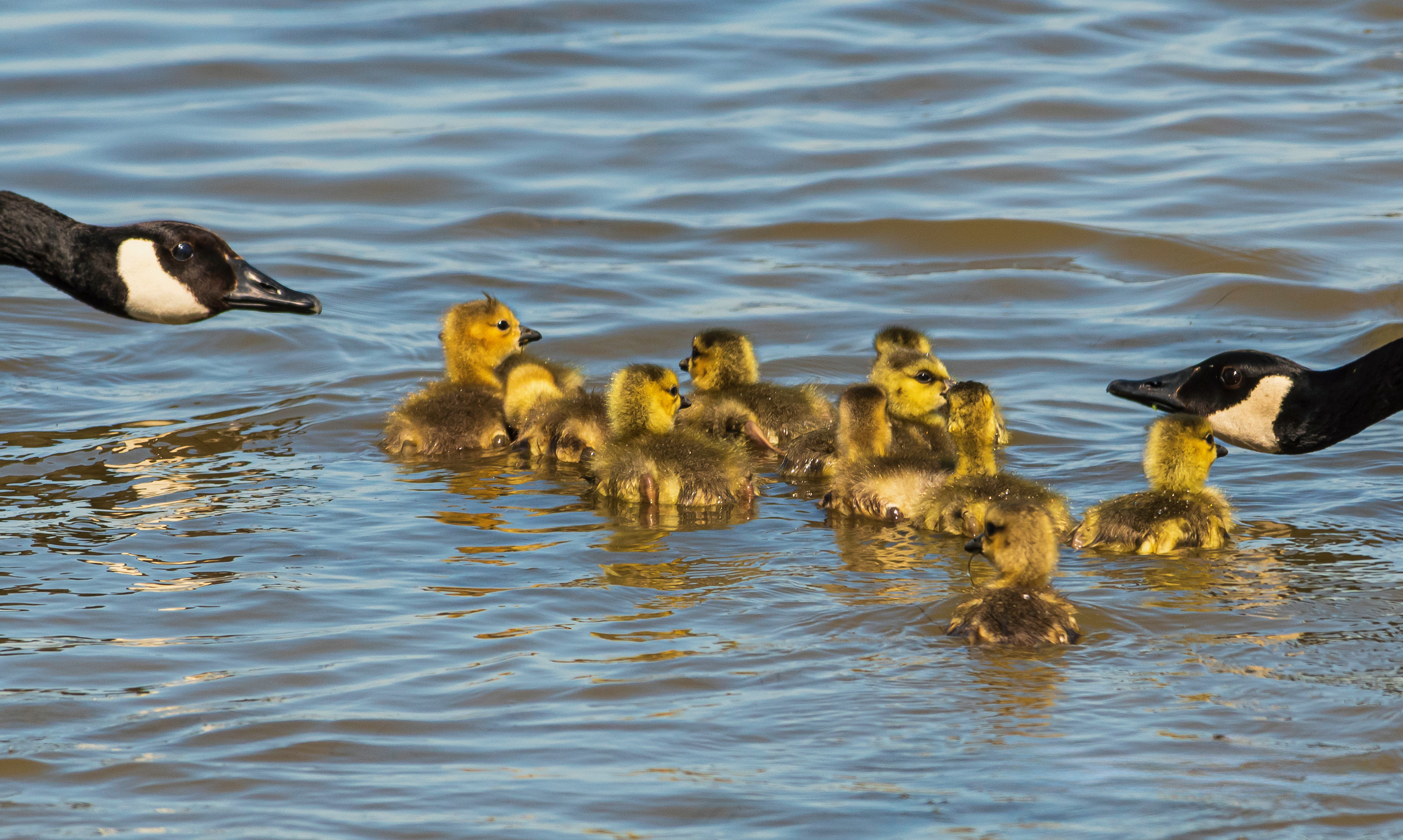 Canadian Geese