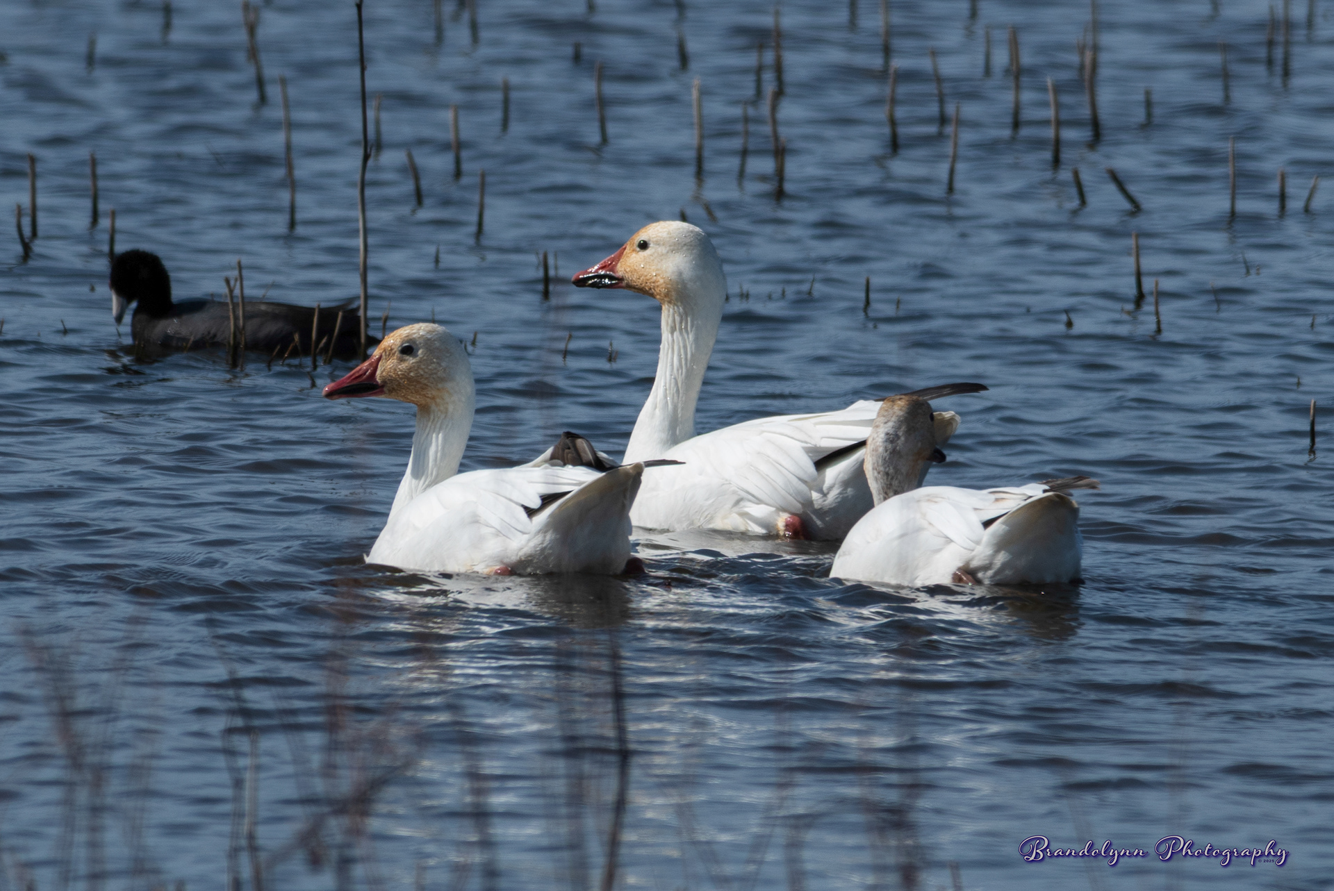 Snow Geese