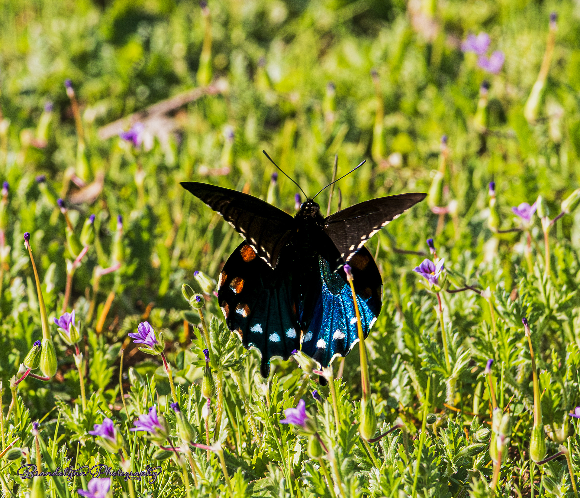 California Pipevine Swallowtail