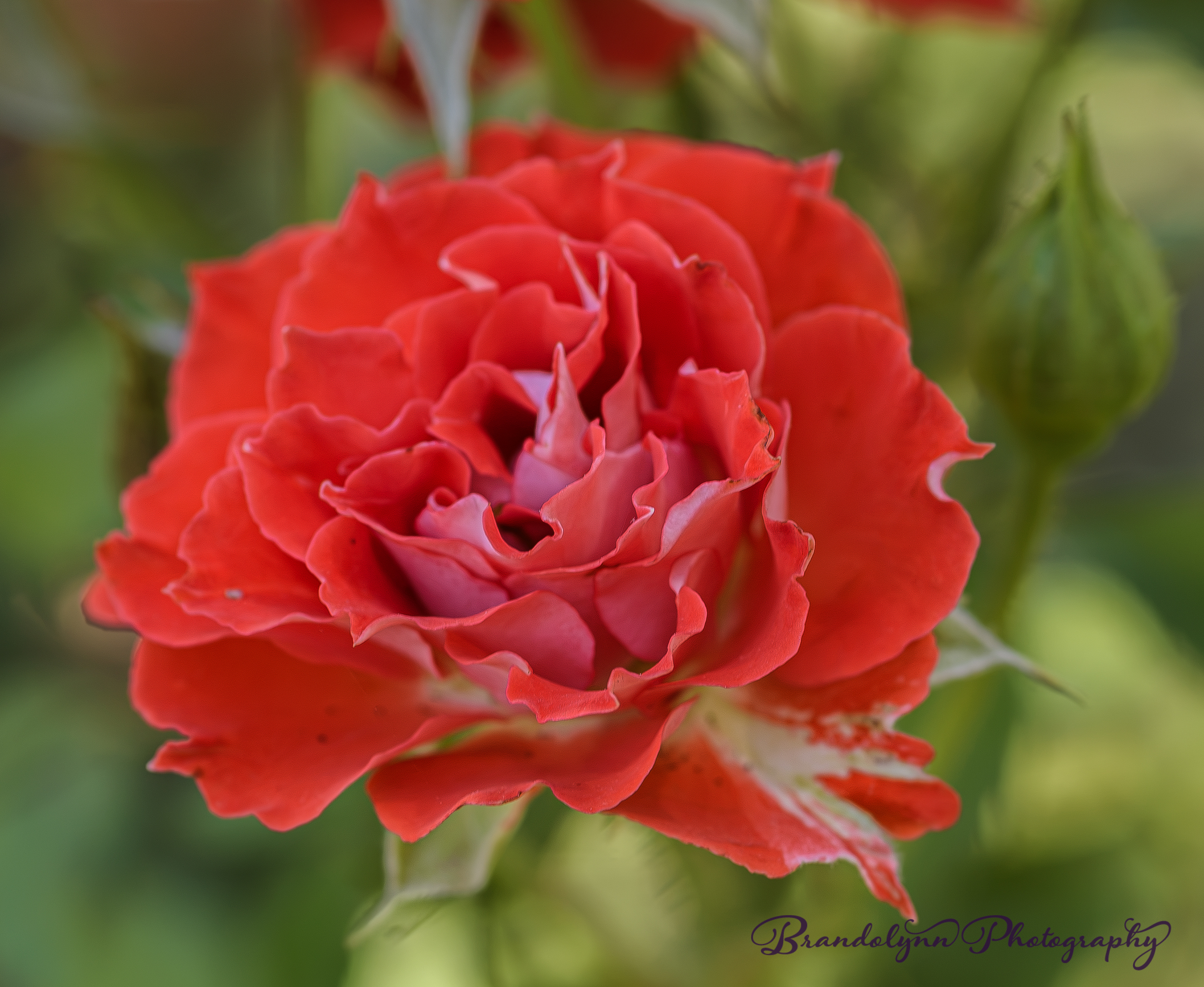 "My Mum", red floribunda rose