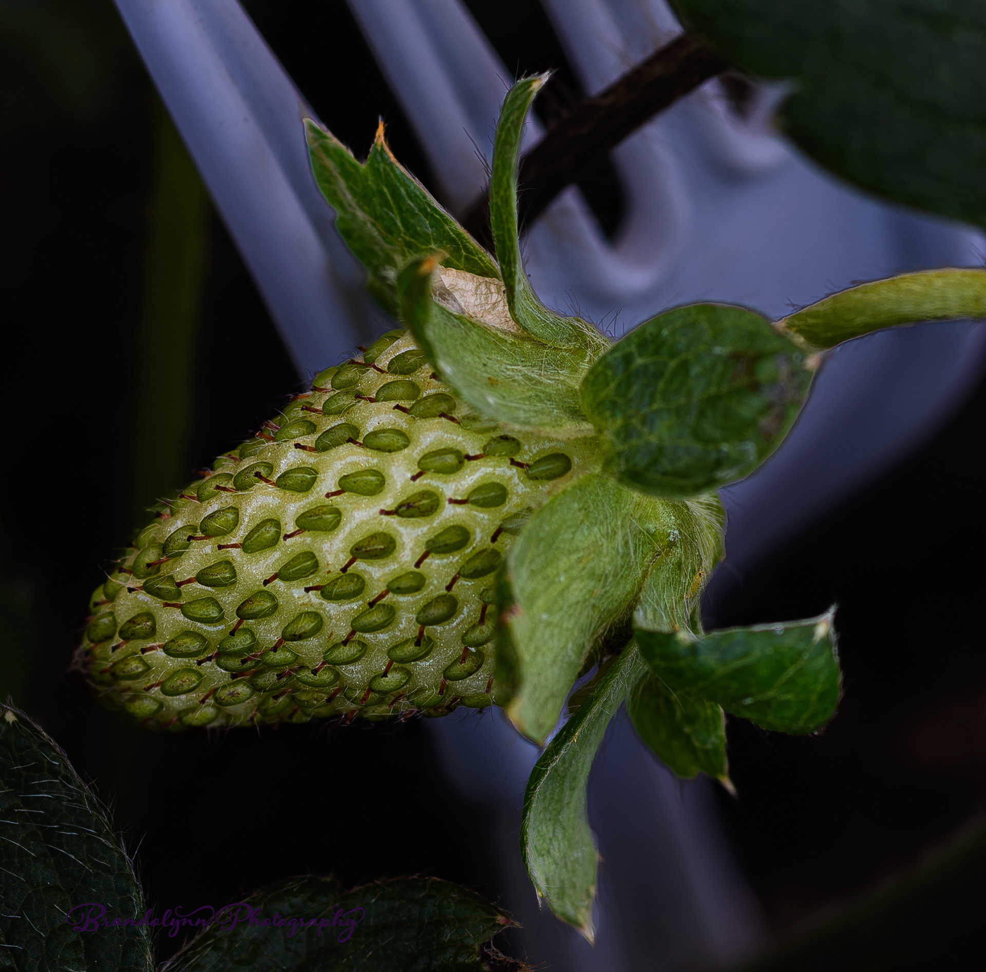 Unripe Strawberry