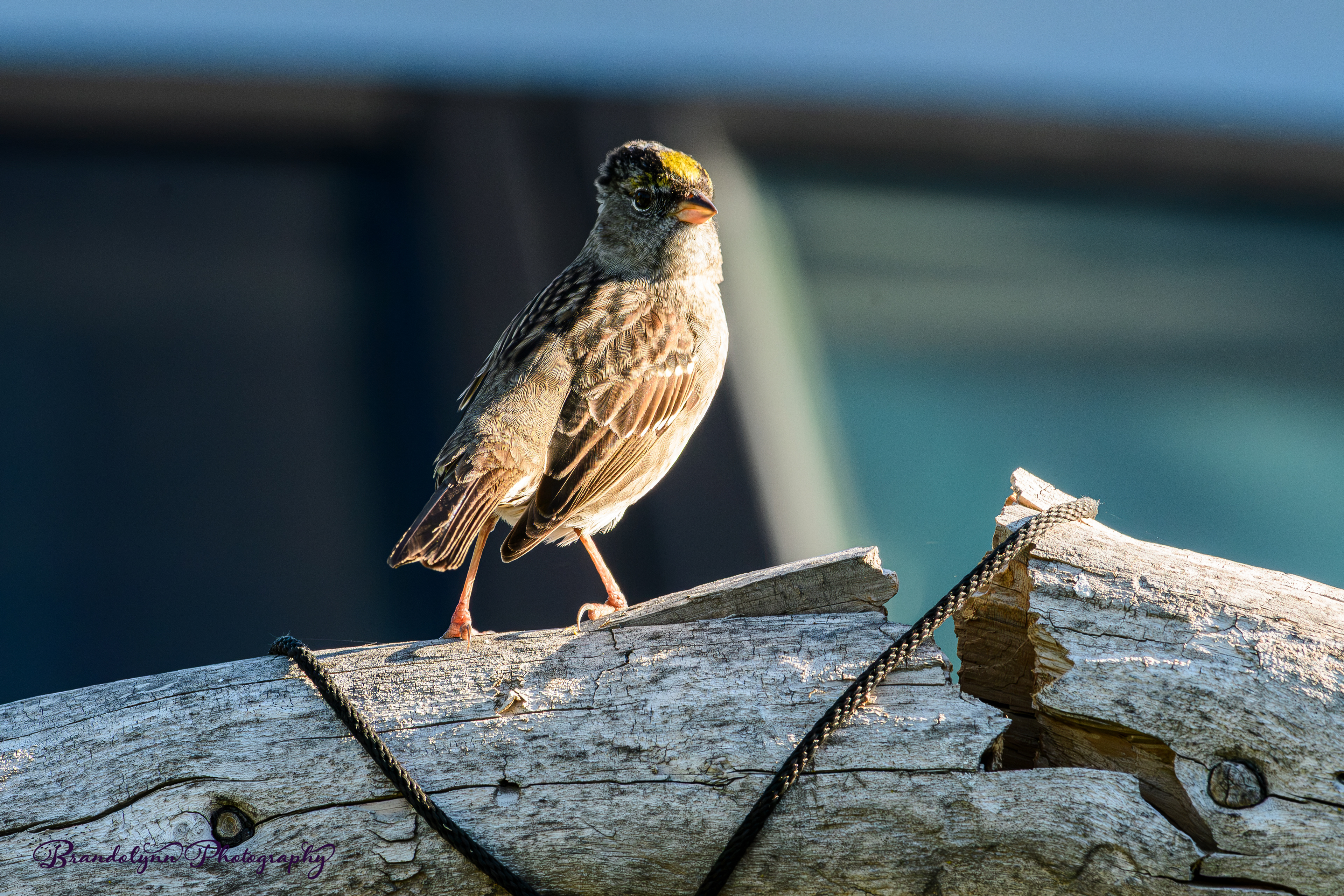 Golden-crowned Sparrow