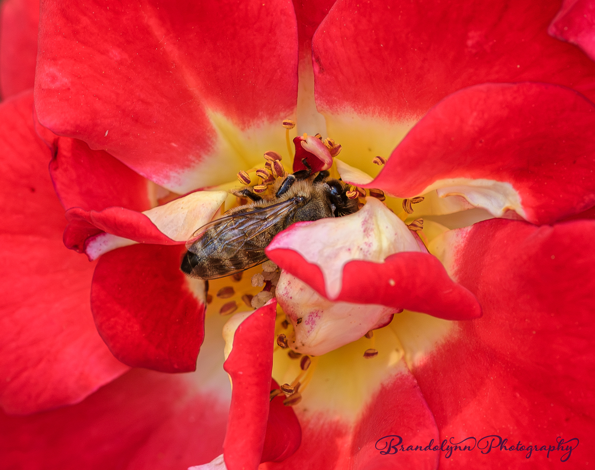 Honey Bee