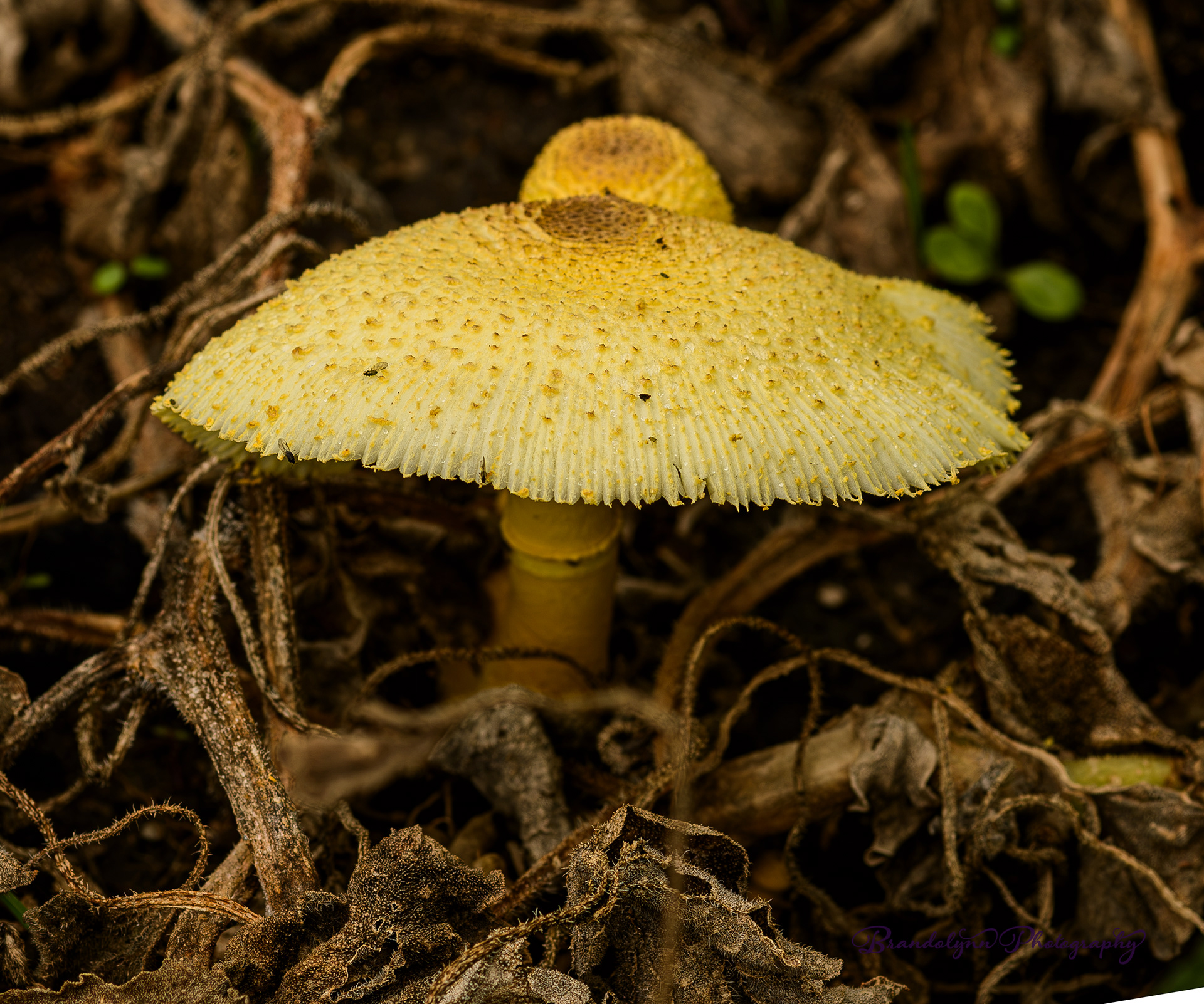  Leucocoprinus birnbaumii or " Plant-pot Dapperling mushroom"