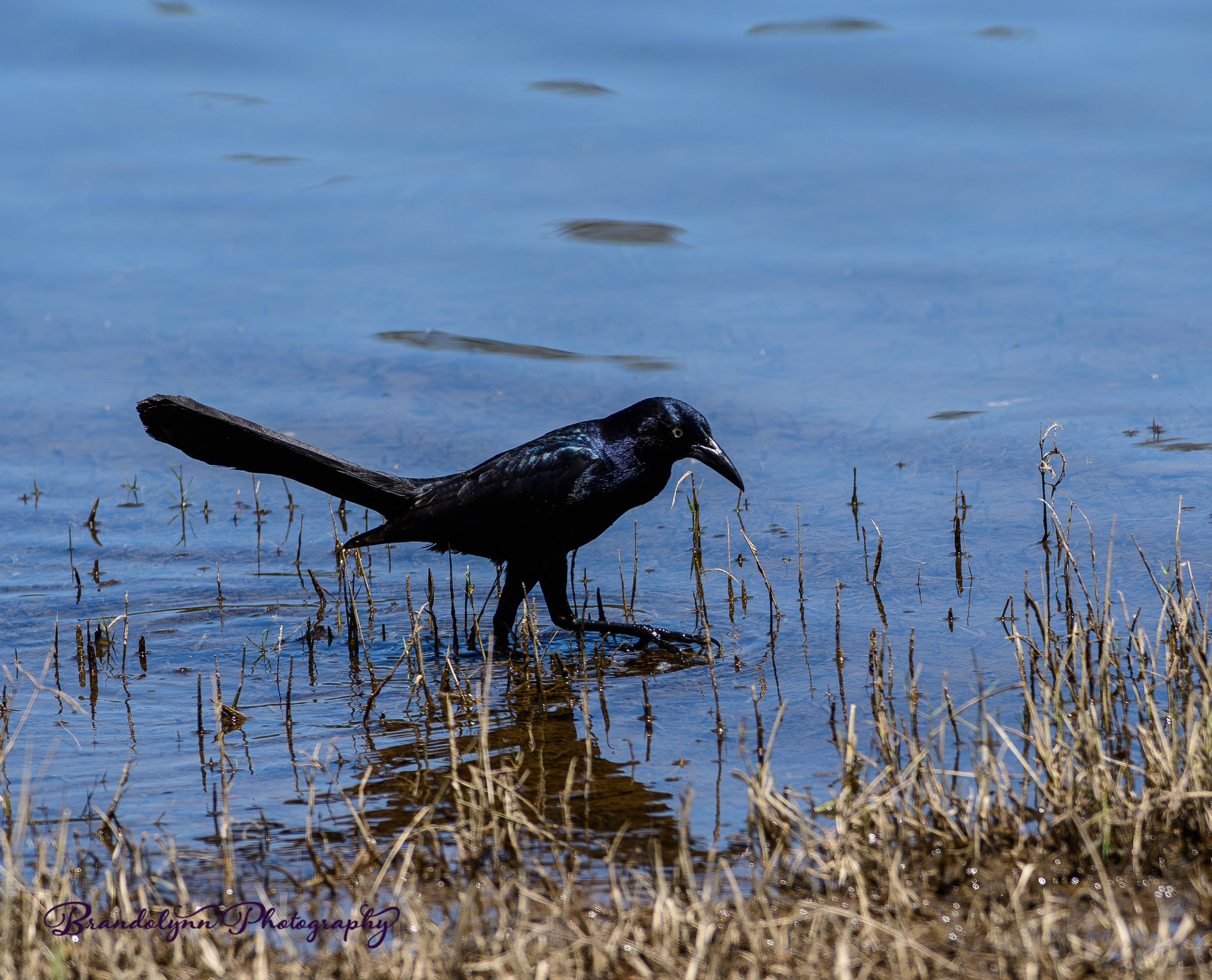  Male Great-tailed Grackle