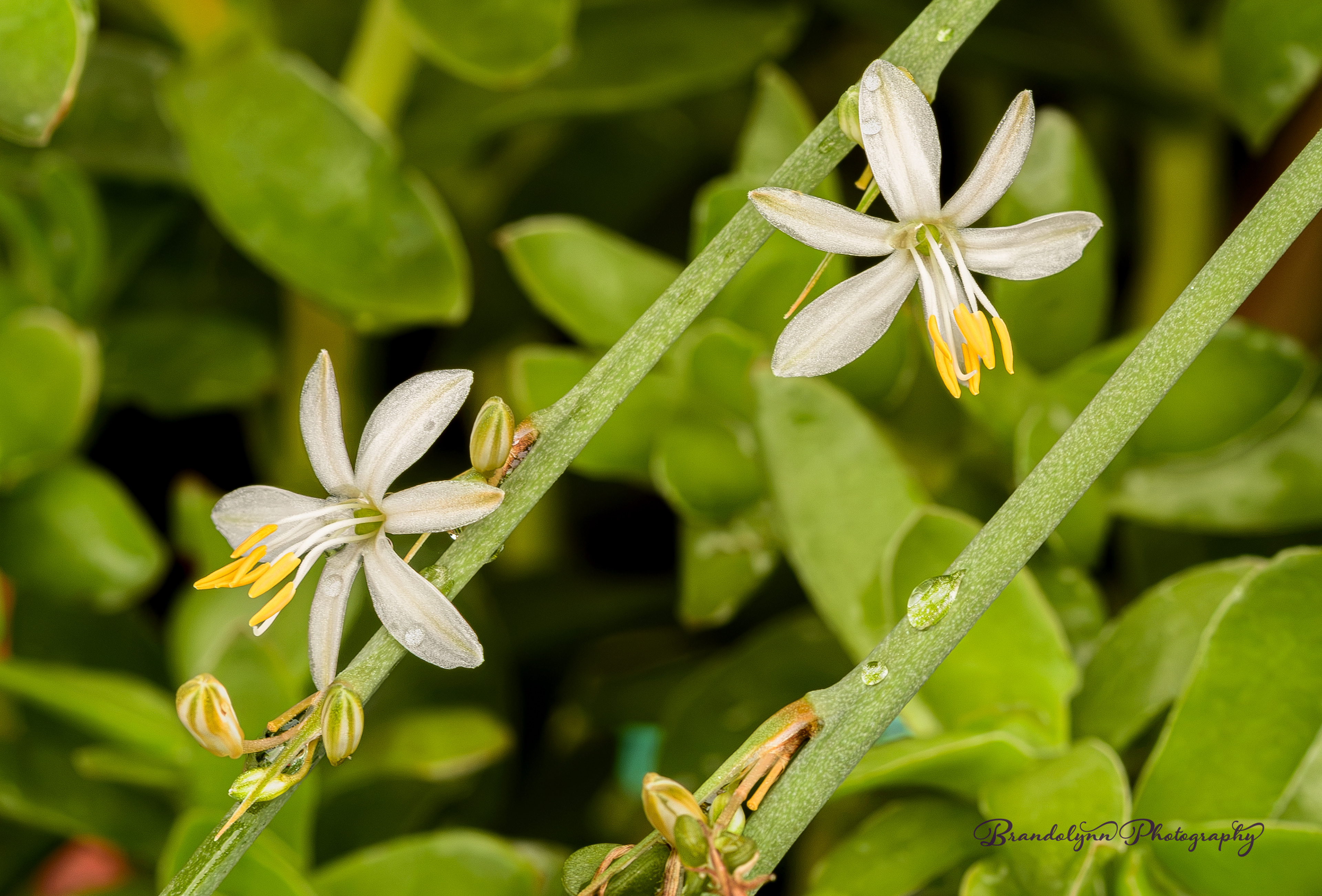 Chlorophytum comosum or "Variegated Spider Plant" flowers