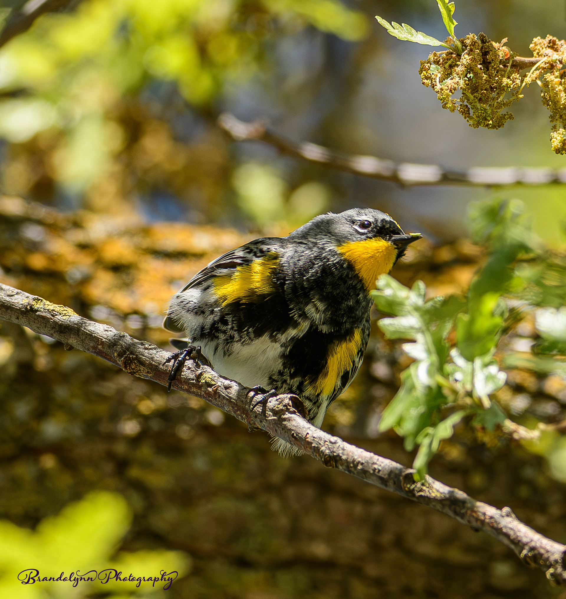  Yellow-rumped Warbler