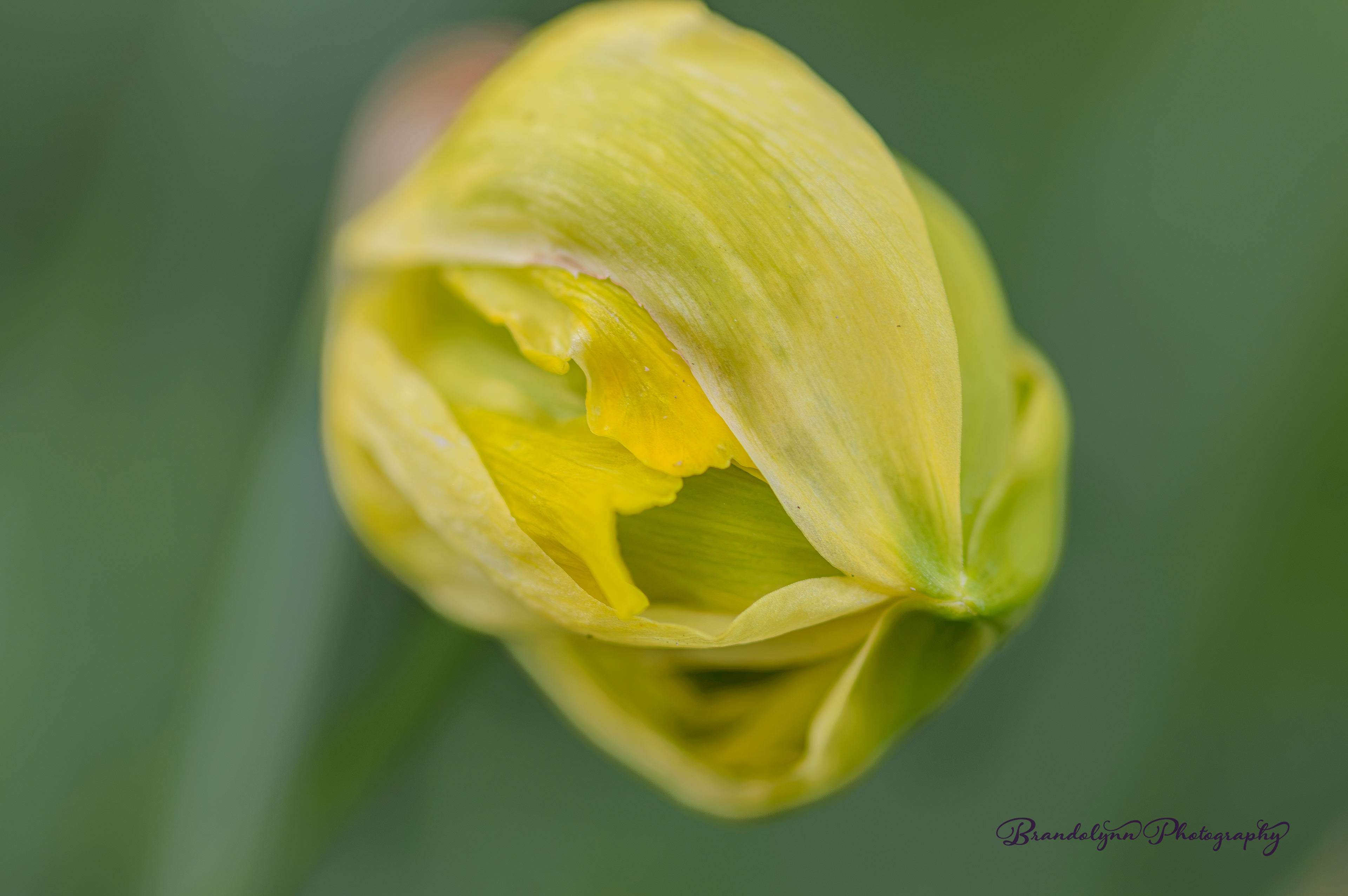 Daffodil bud opening.