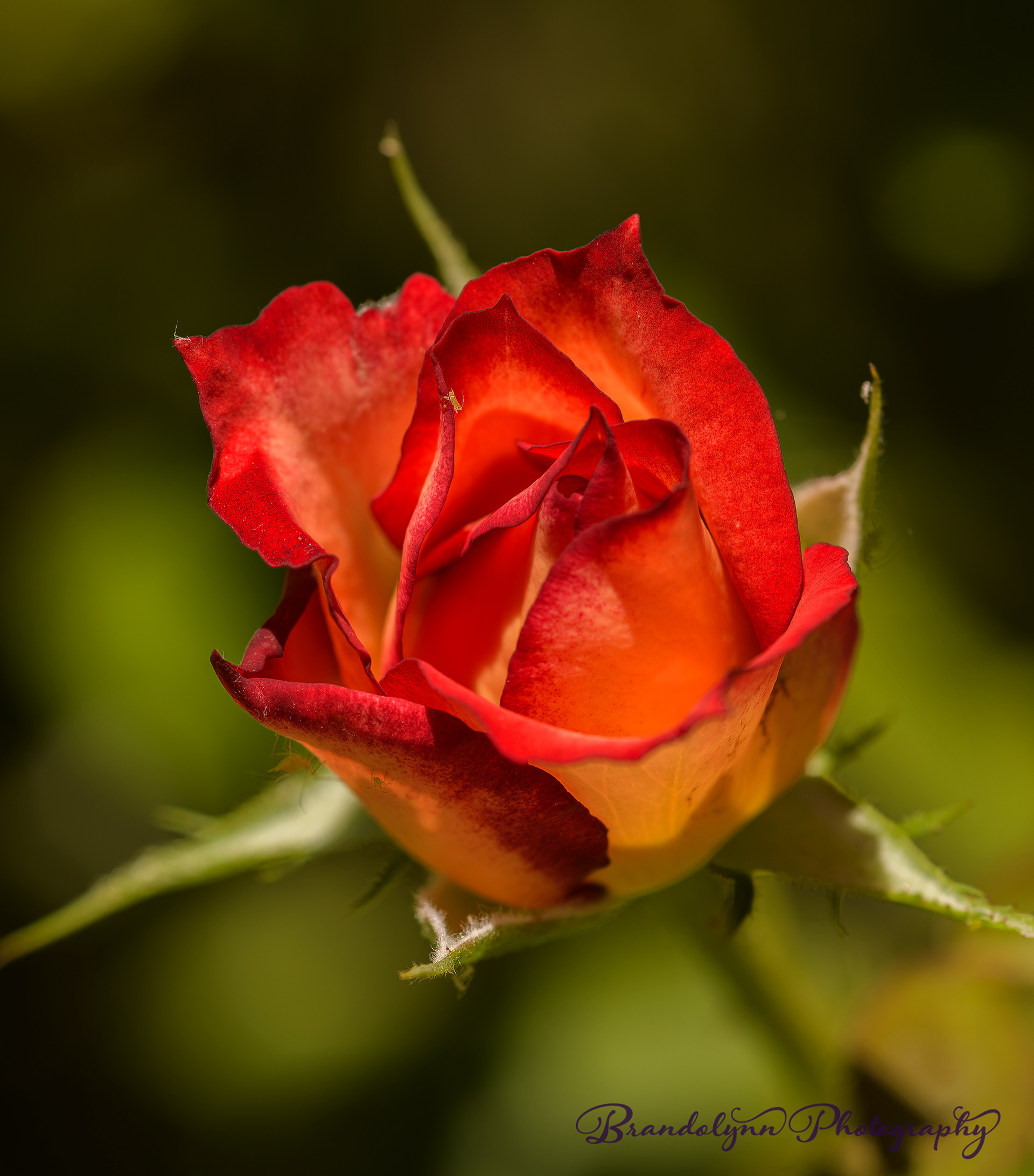 "Chihuly", floribunda rose