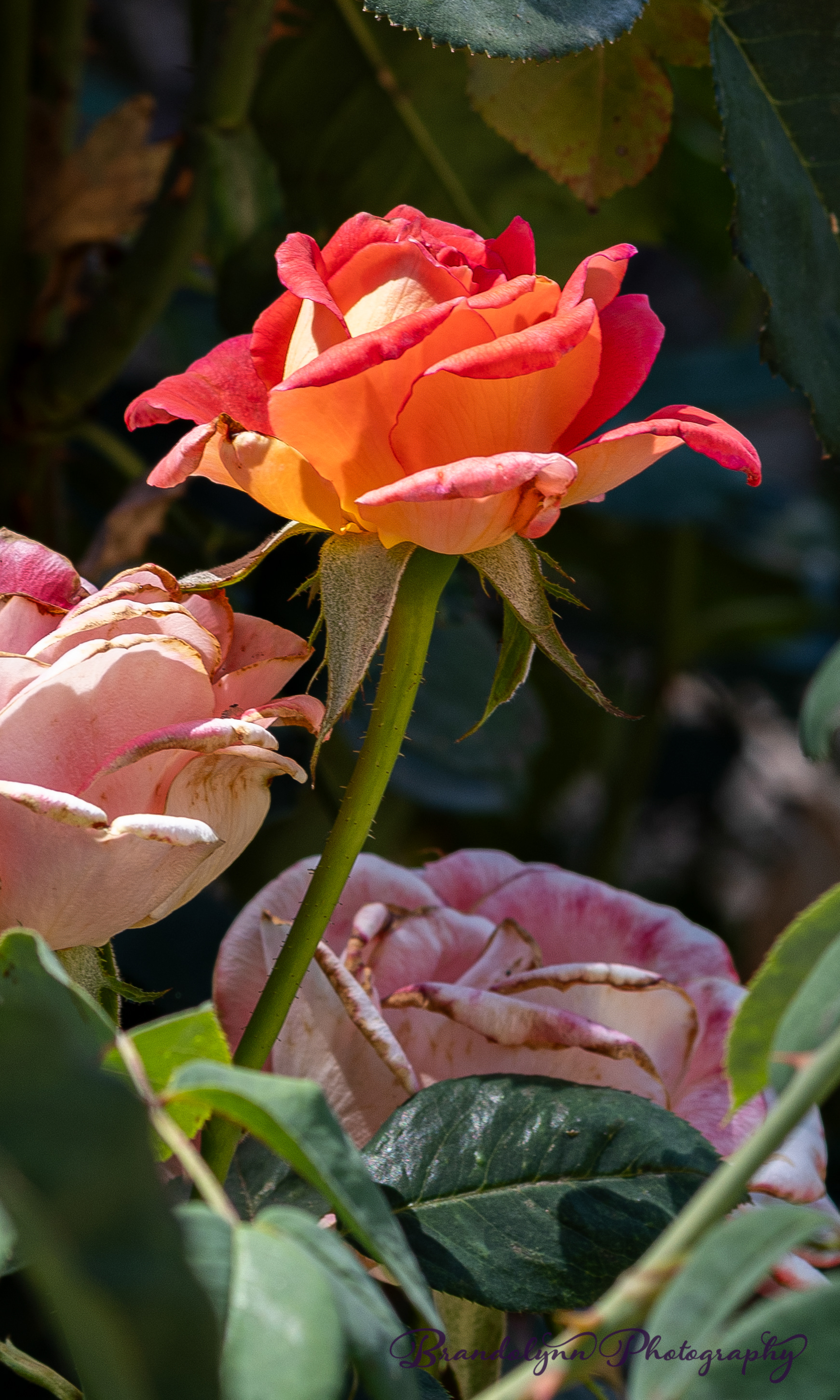 "Chihuly", floribunda rose