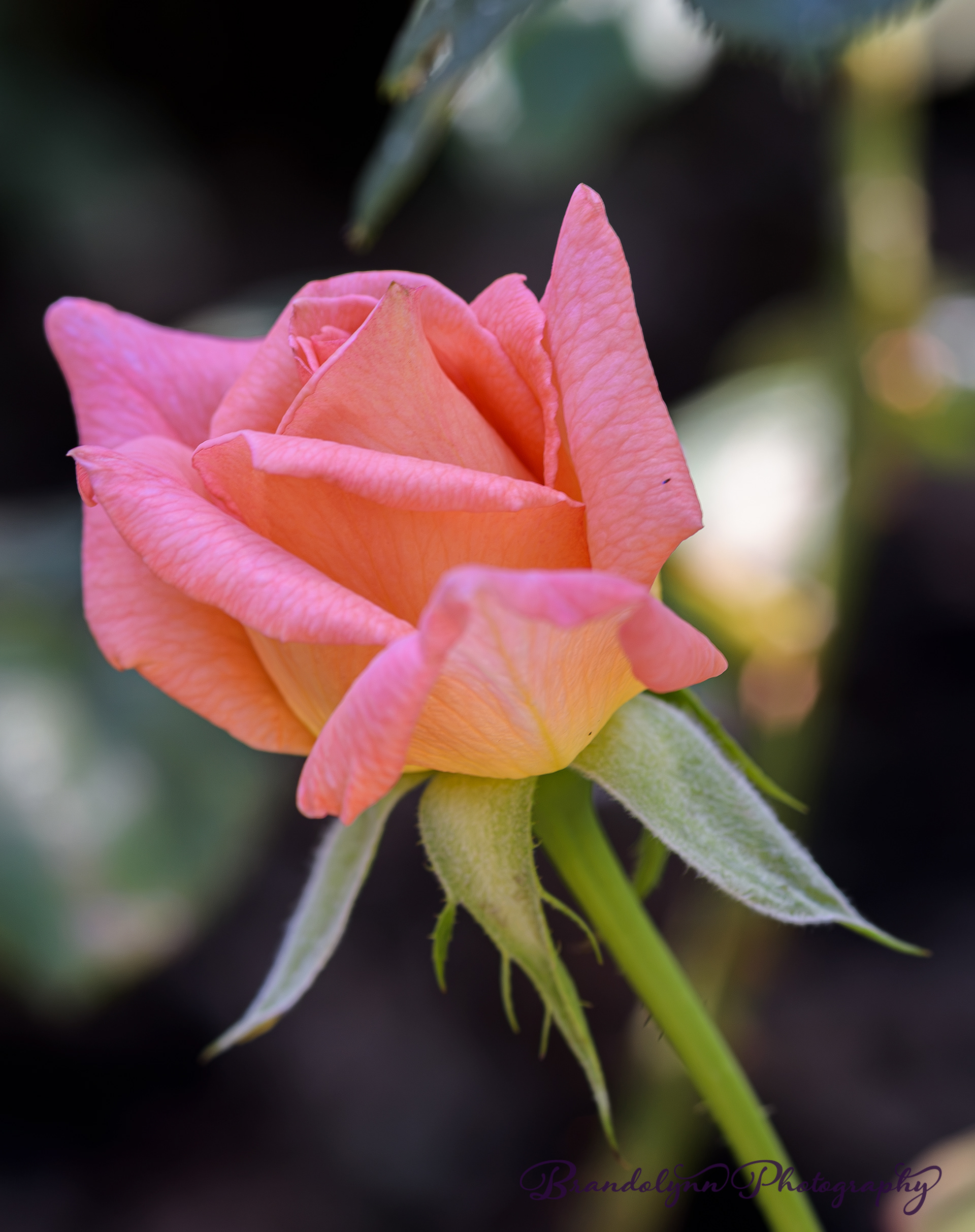 "Sunset Celebration", hybrid tea rose