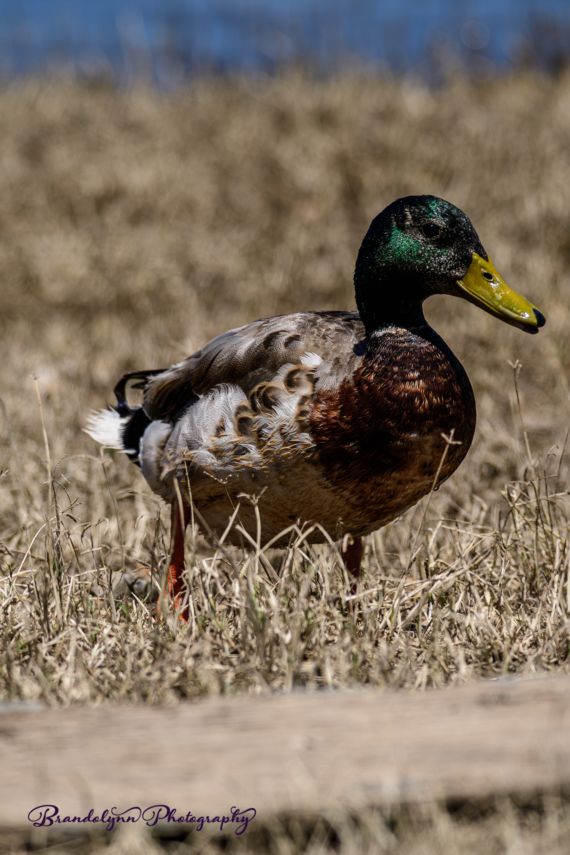 Mallard x American Black Duck Hybrid Drake