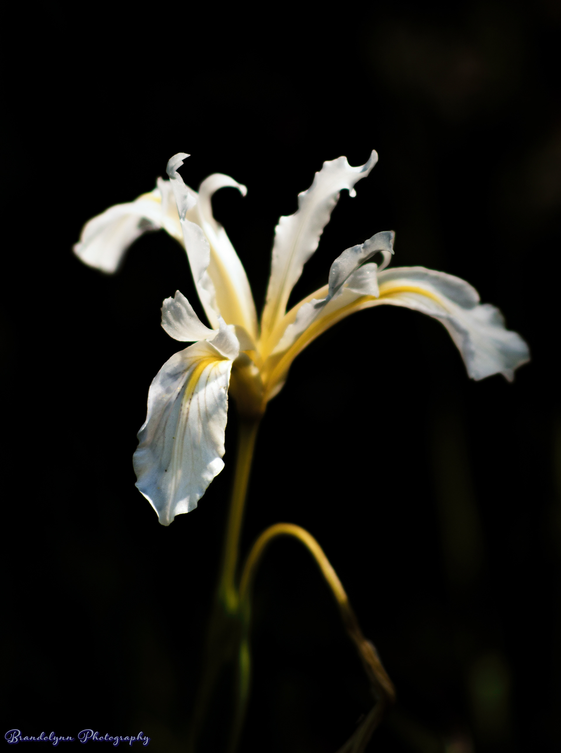  Iris hartwegii