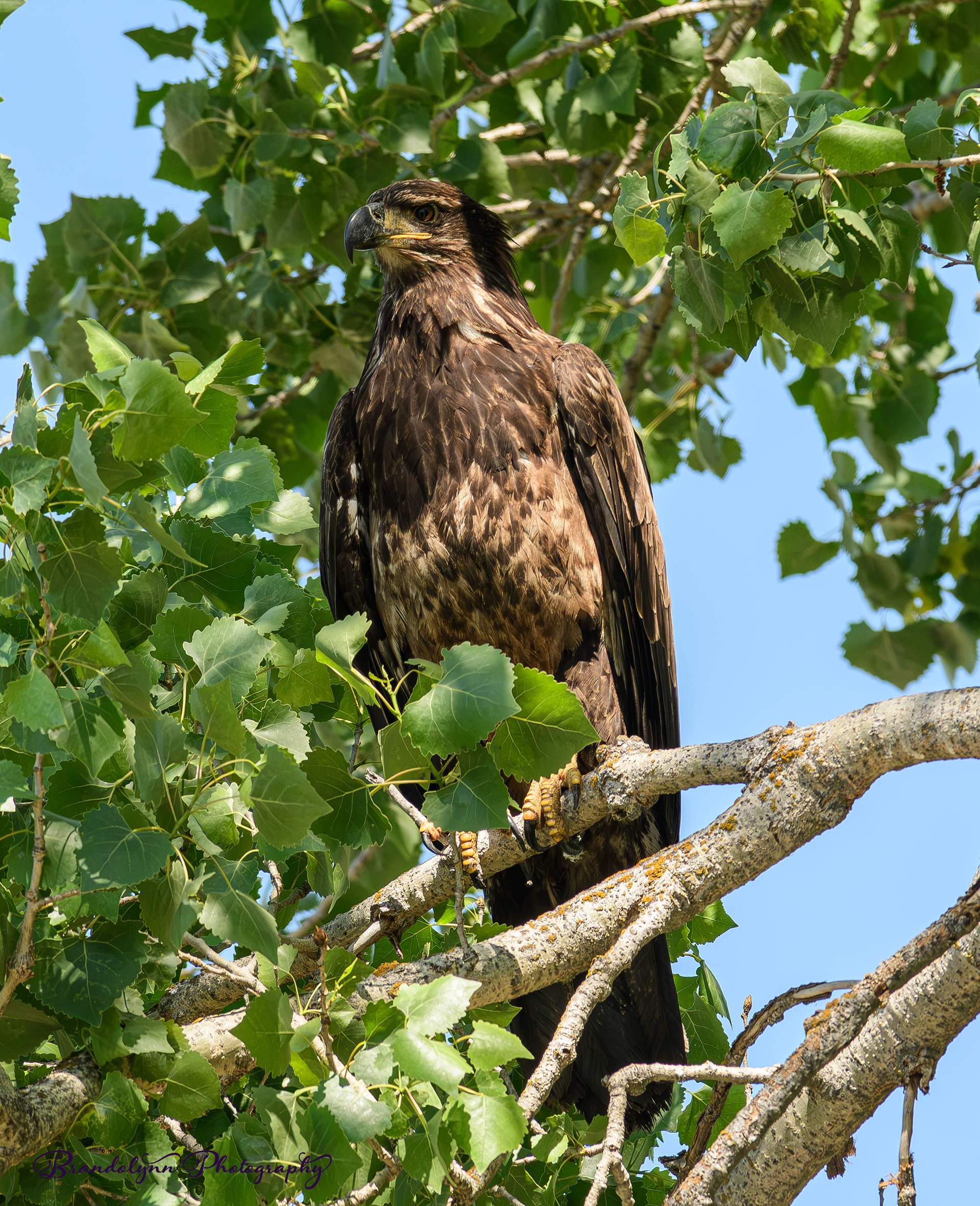 Juvenile Bald Eagle (under 2 yrs.)