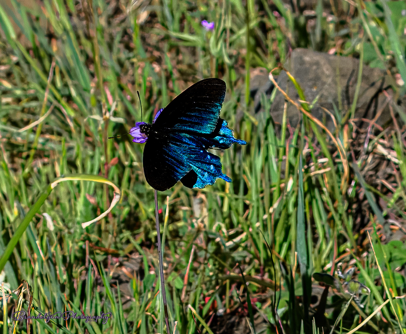 California Pipevine Swallowtail