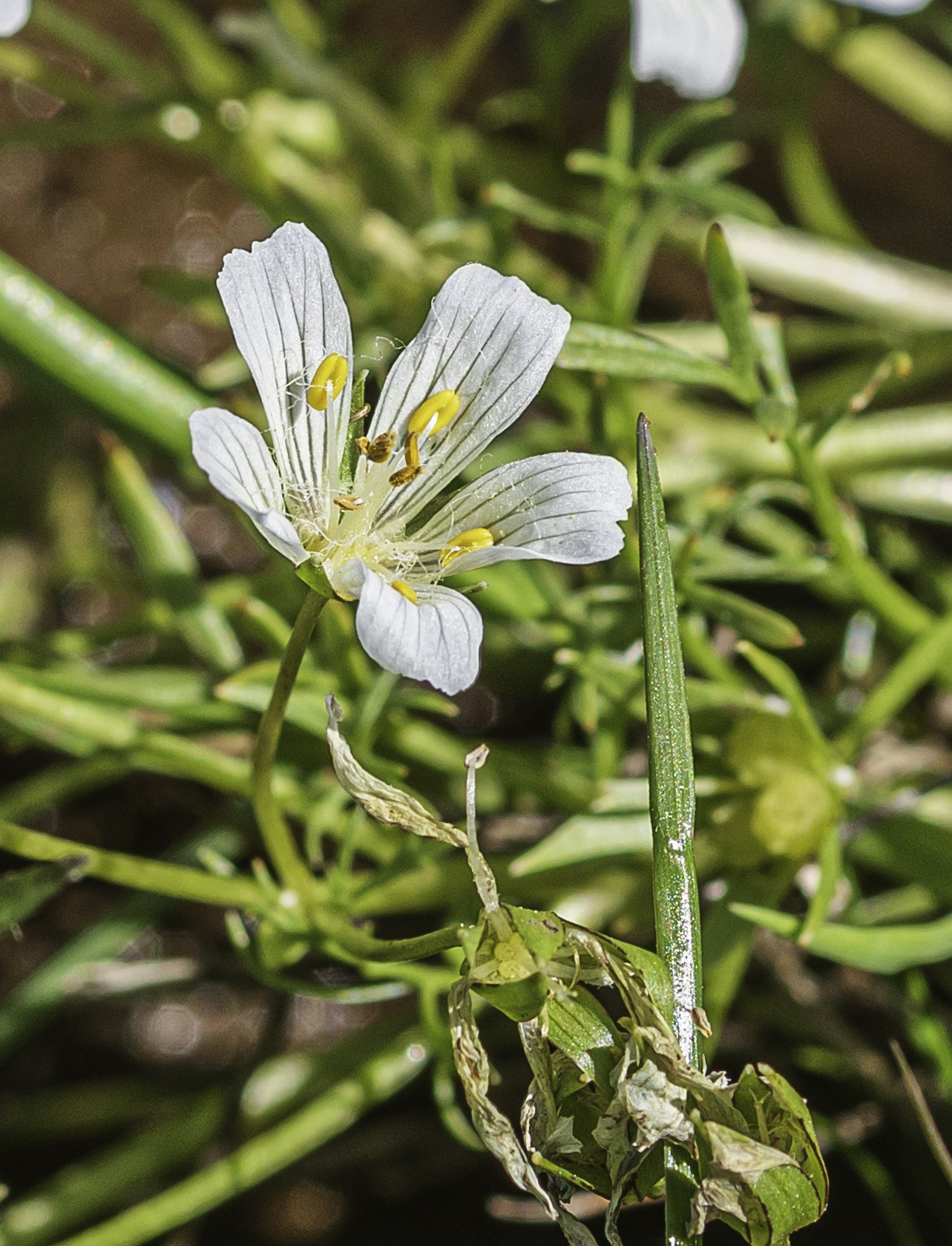 Limnanthes vinculans, or "Sebastopol Meadowfoam". It is a rare plant in Claifornia and is listed as an endangered species in both California's and the the federal Endangered Species Act.
