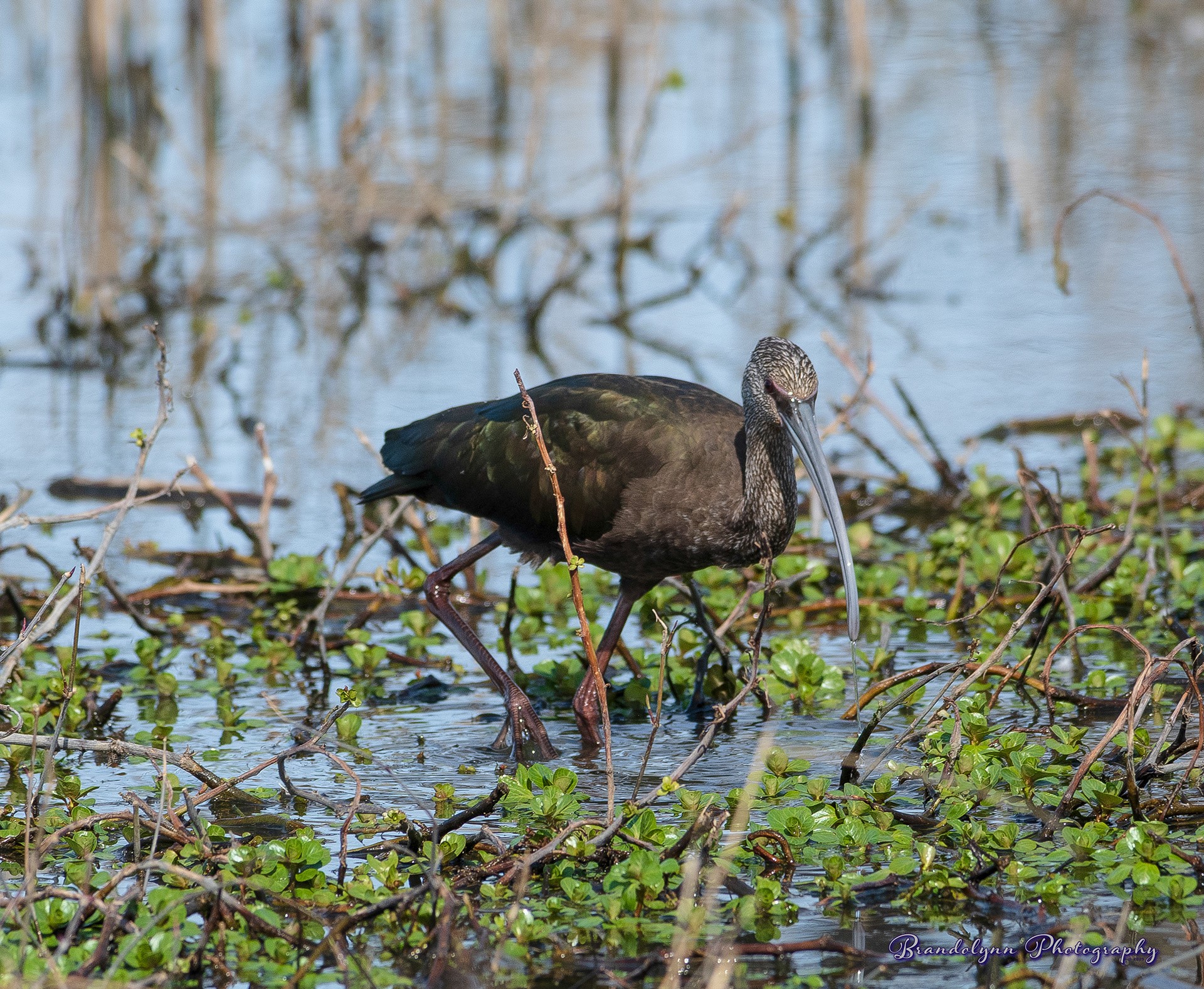 White-faced Ibis