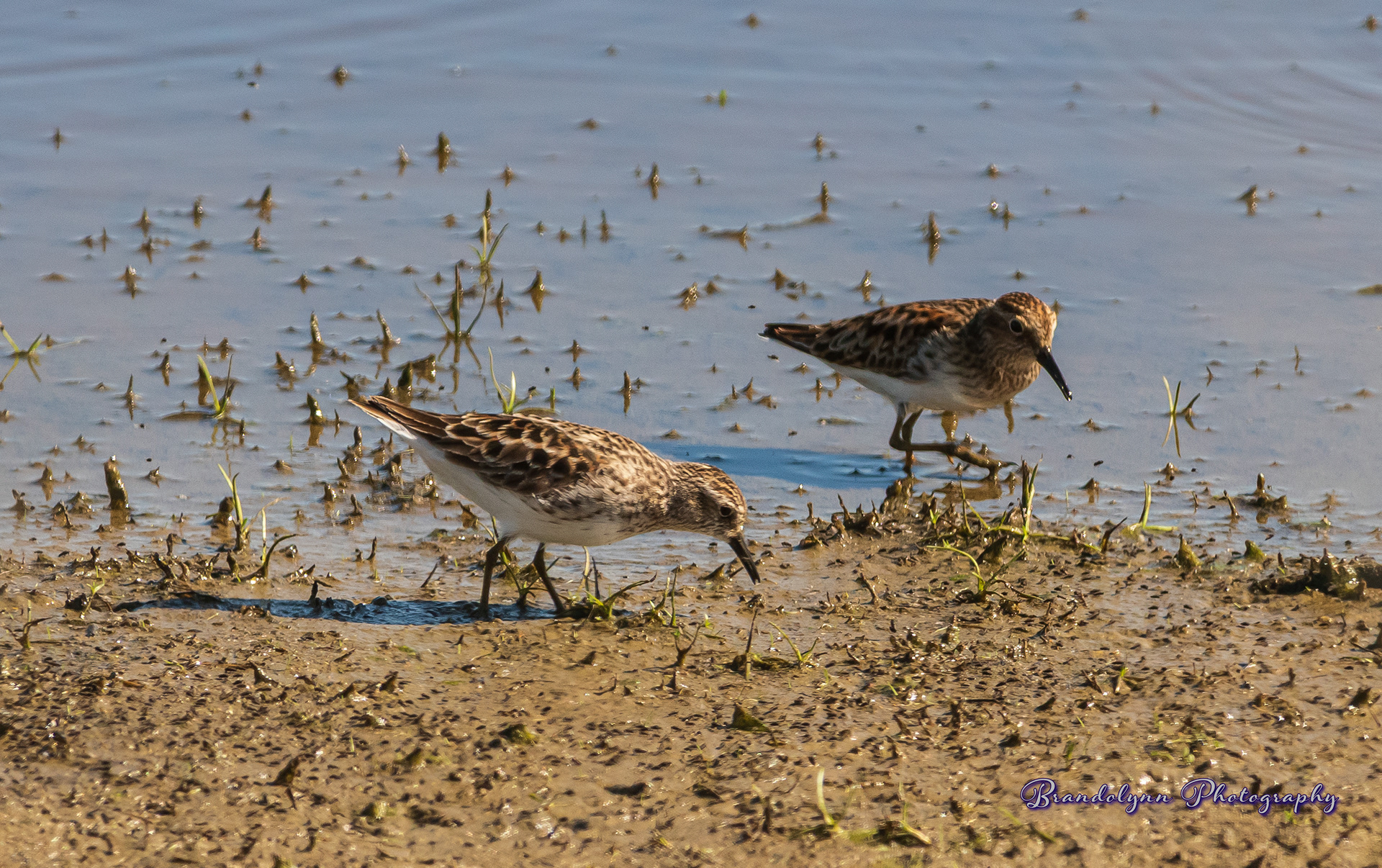 Least Sandpiper 