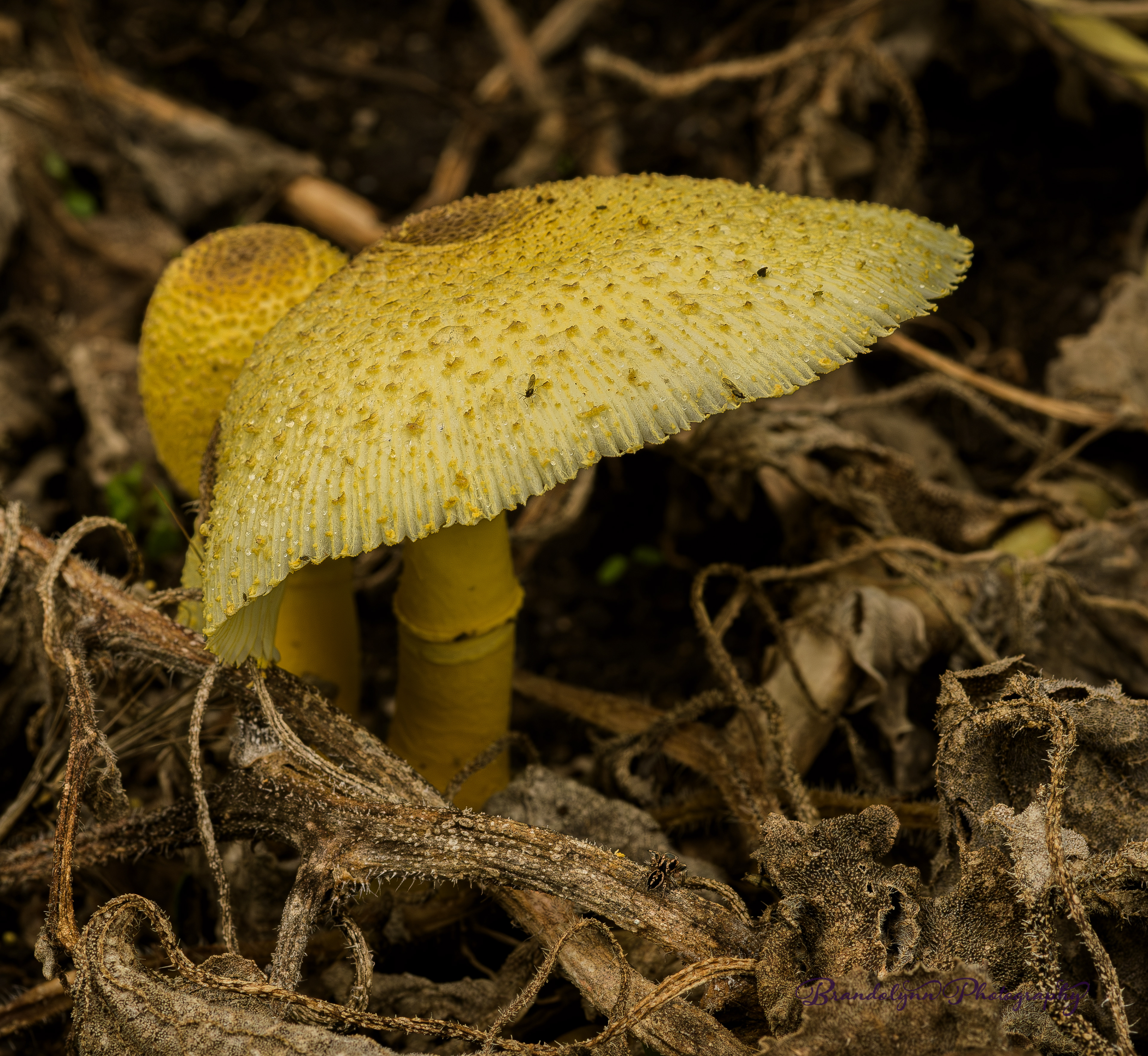  Leucocoprinus birnbaumii or " Plant-pot Dapperling mushroom"