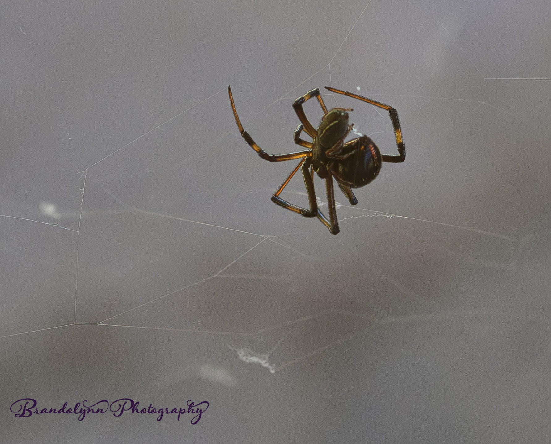Brown Widow