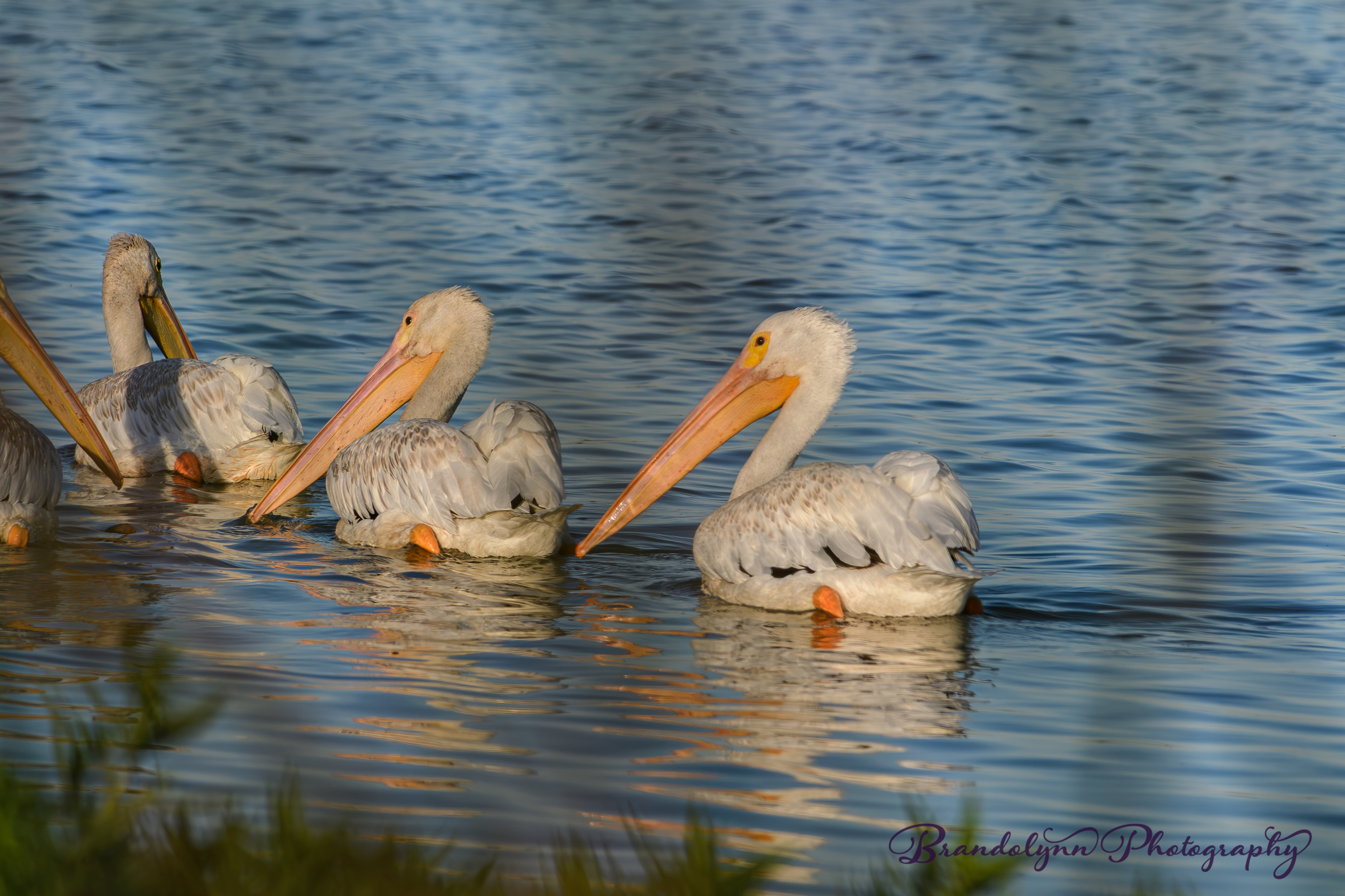 American White Pelican