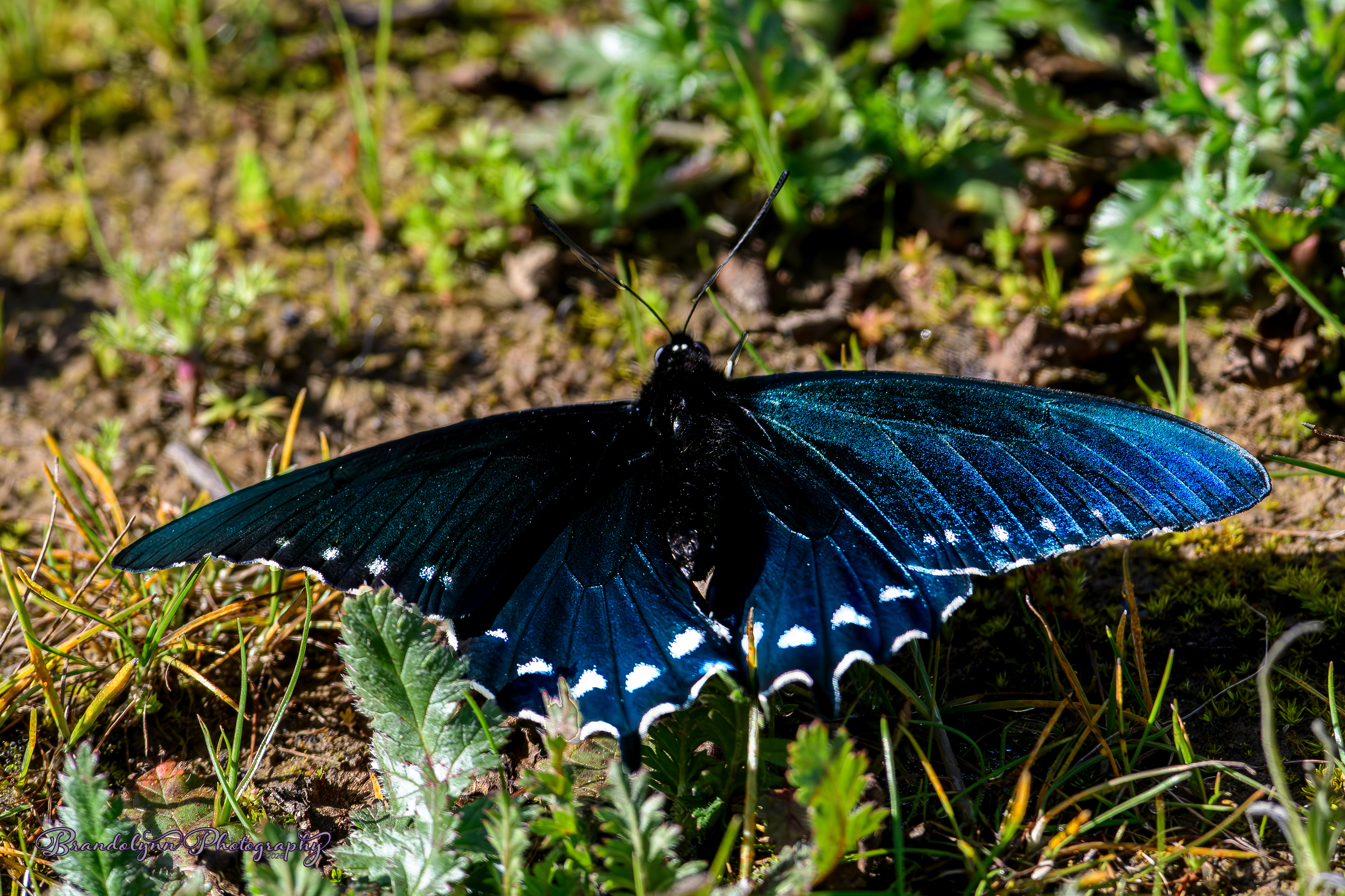 California Pipevine Swallowtail