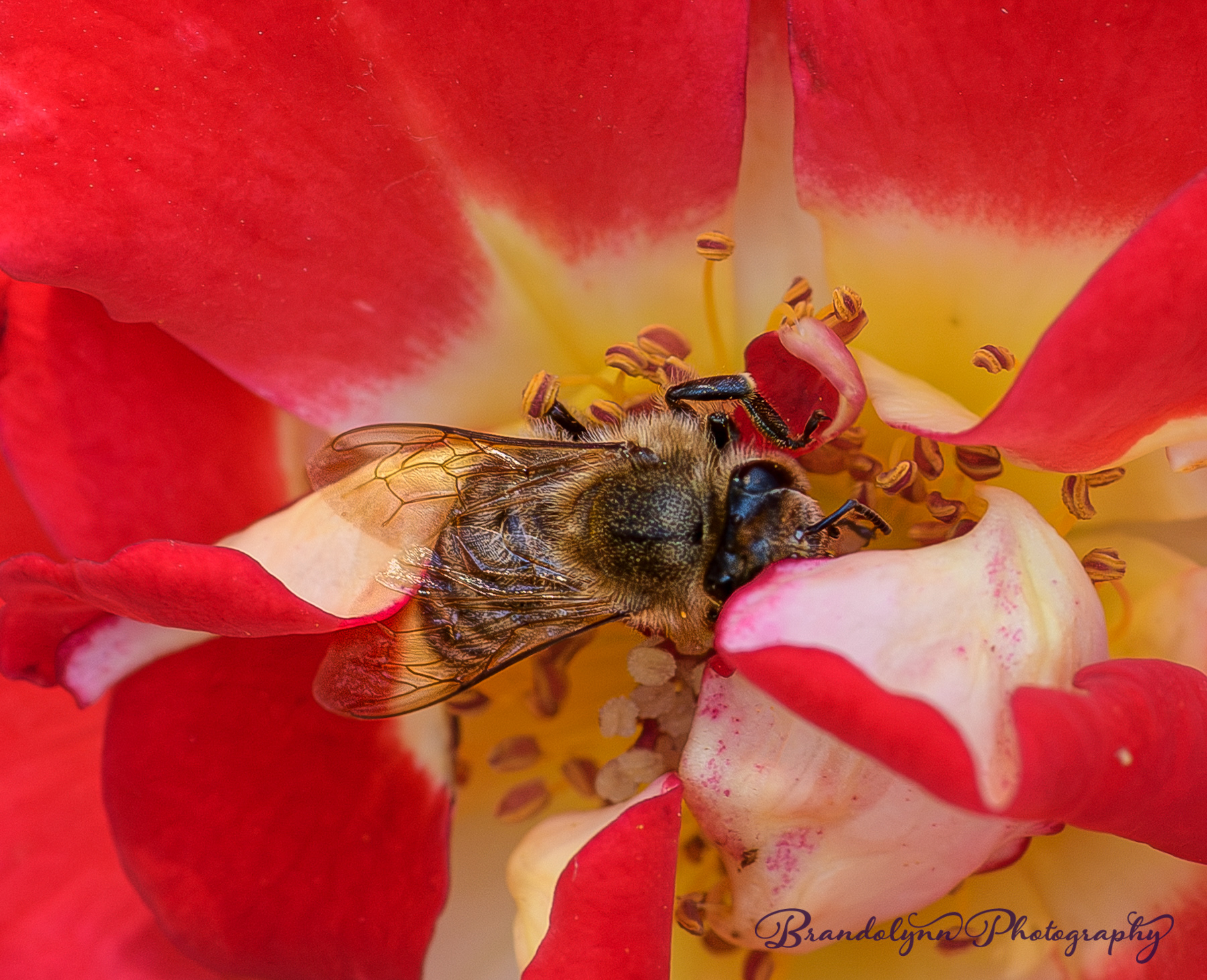 Honey Bee
