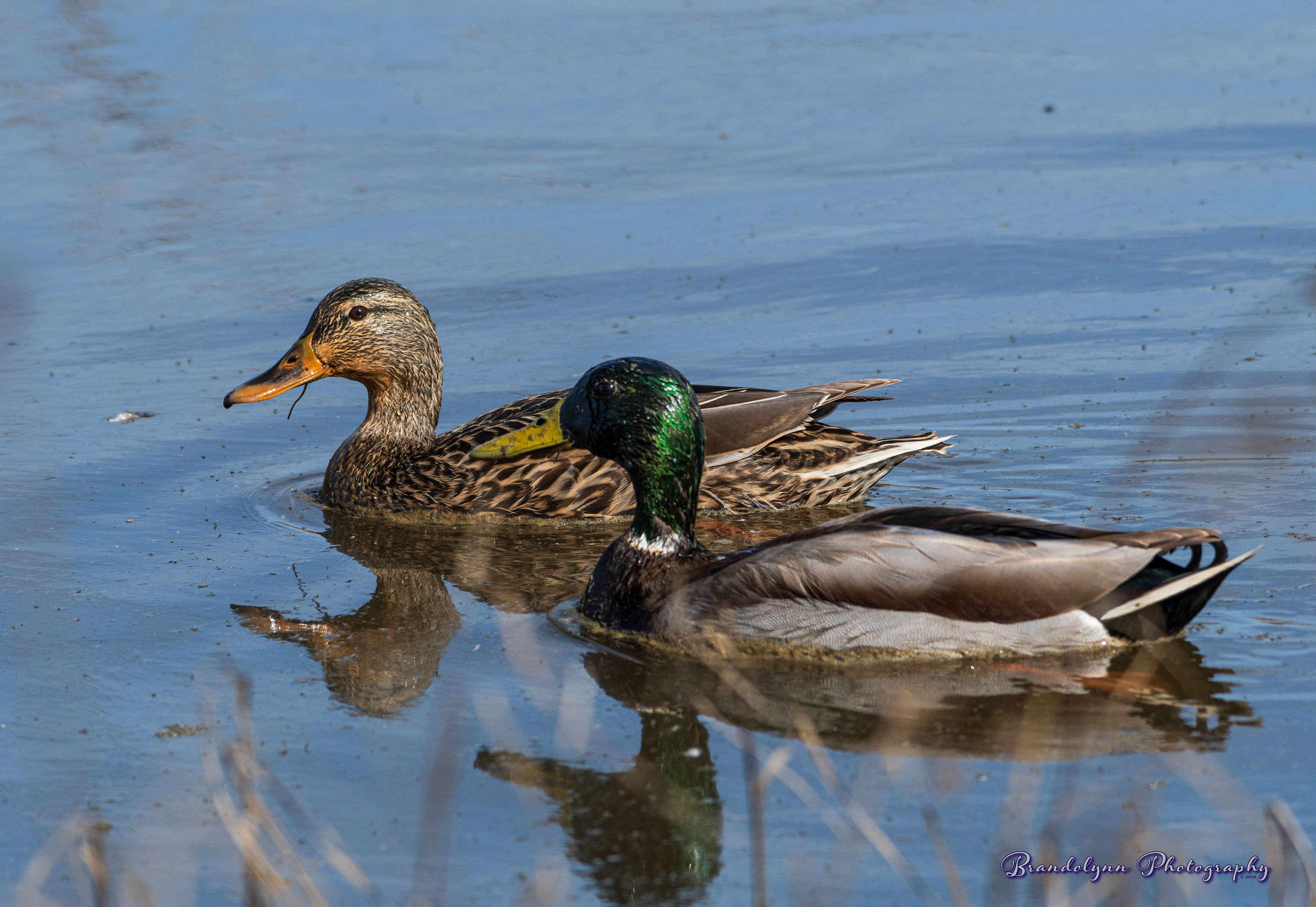  Mallard Ducks 