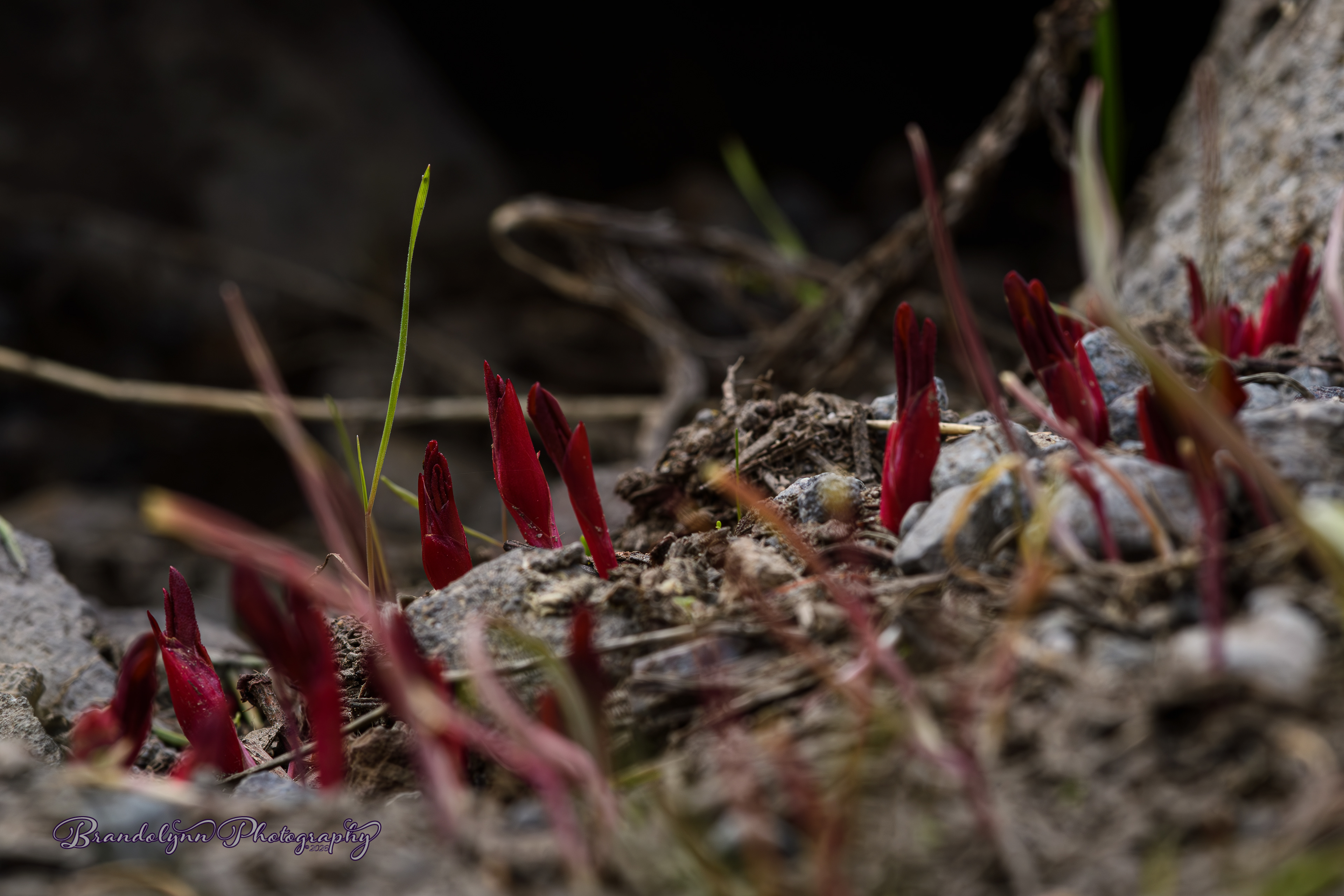 Sarcodes sanguinea, or "Snow Plant"