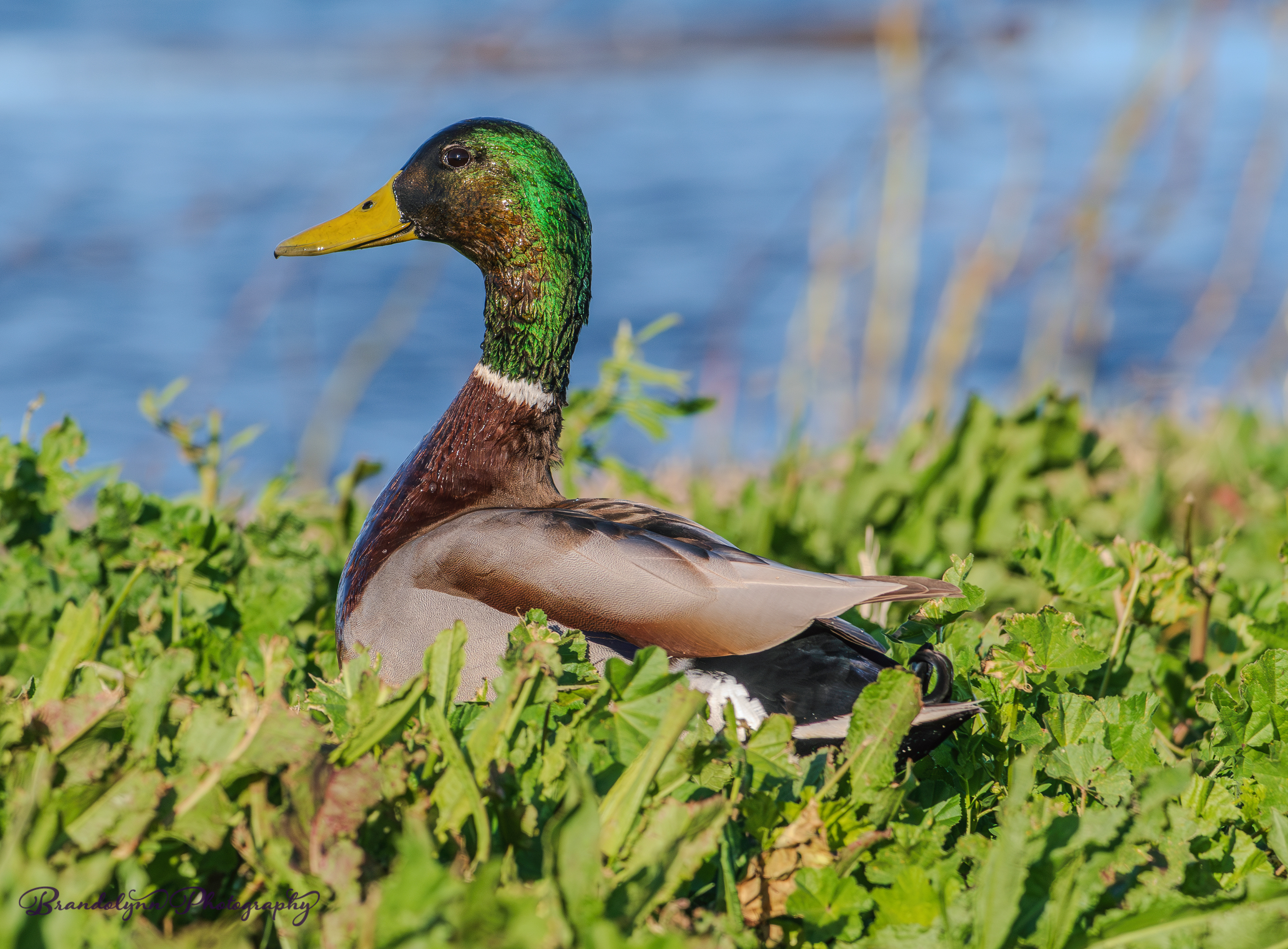 Mallard Duck