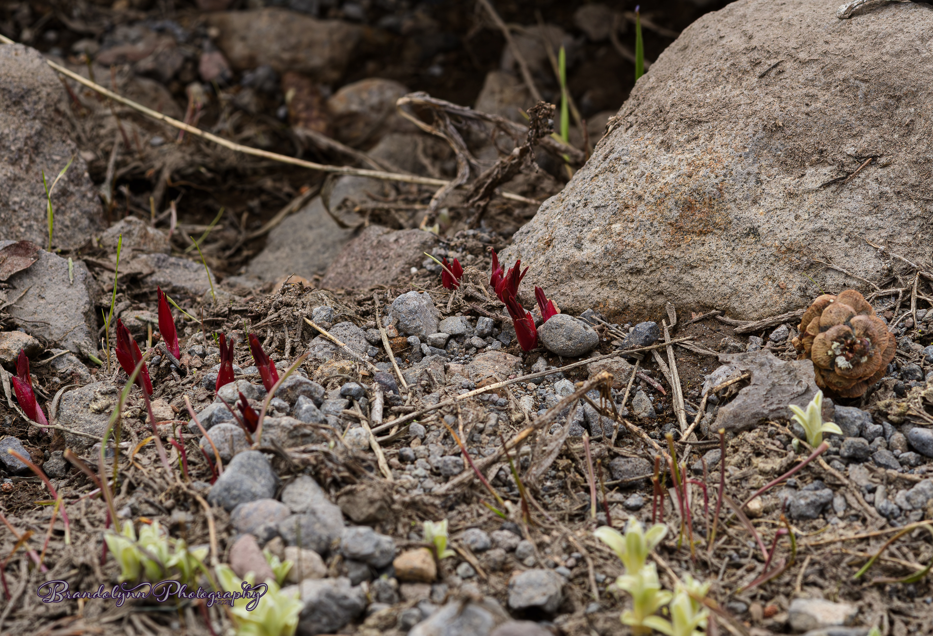 Sarcodes sanguinea, or "Snow Plant"