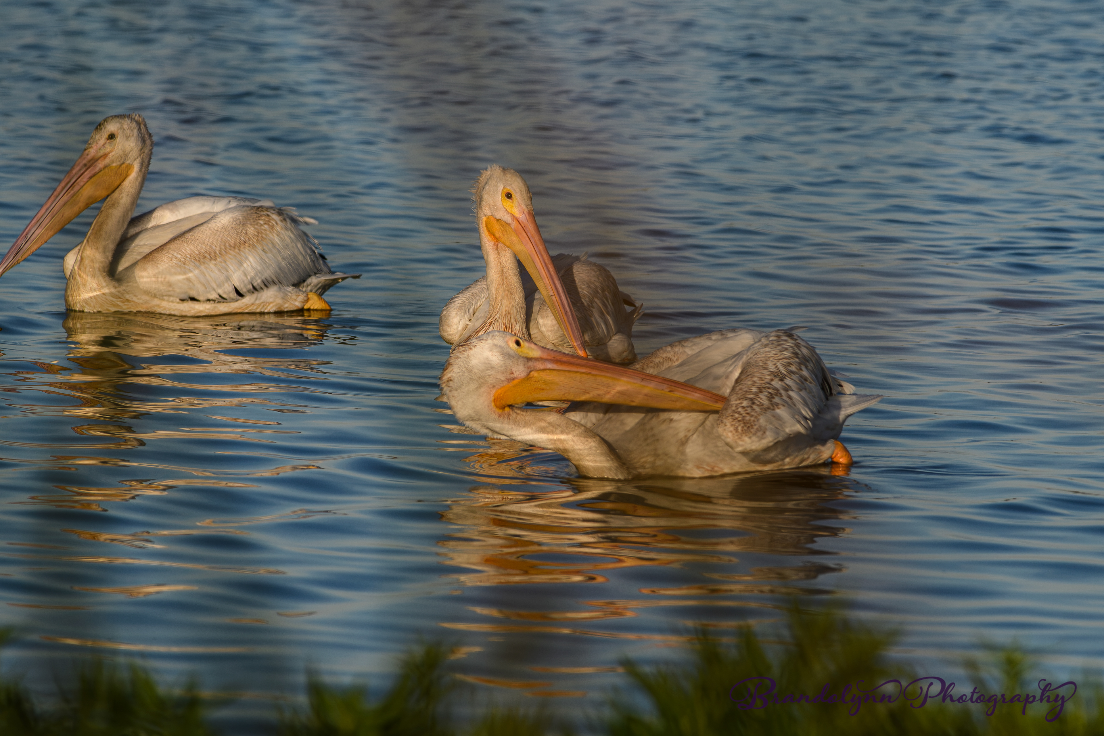 American White Pelican