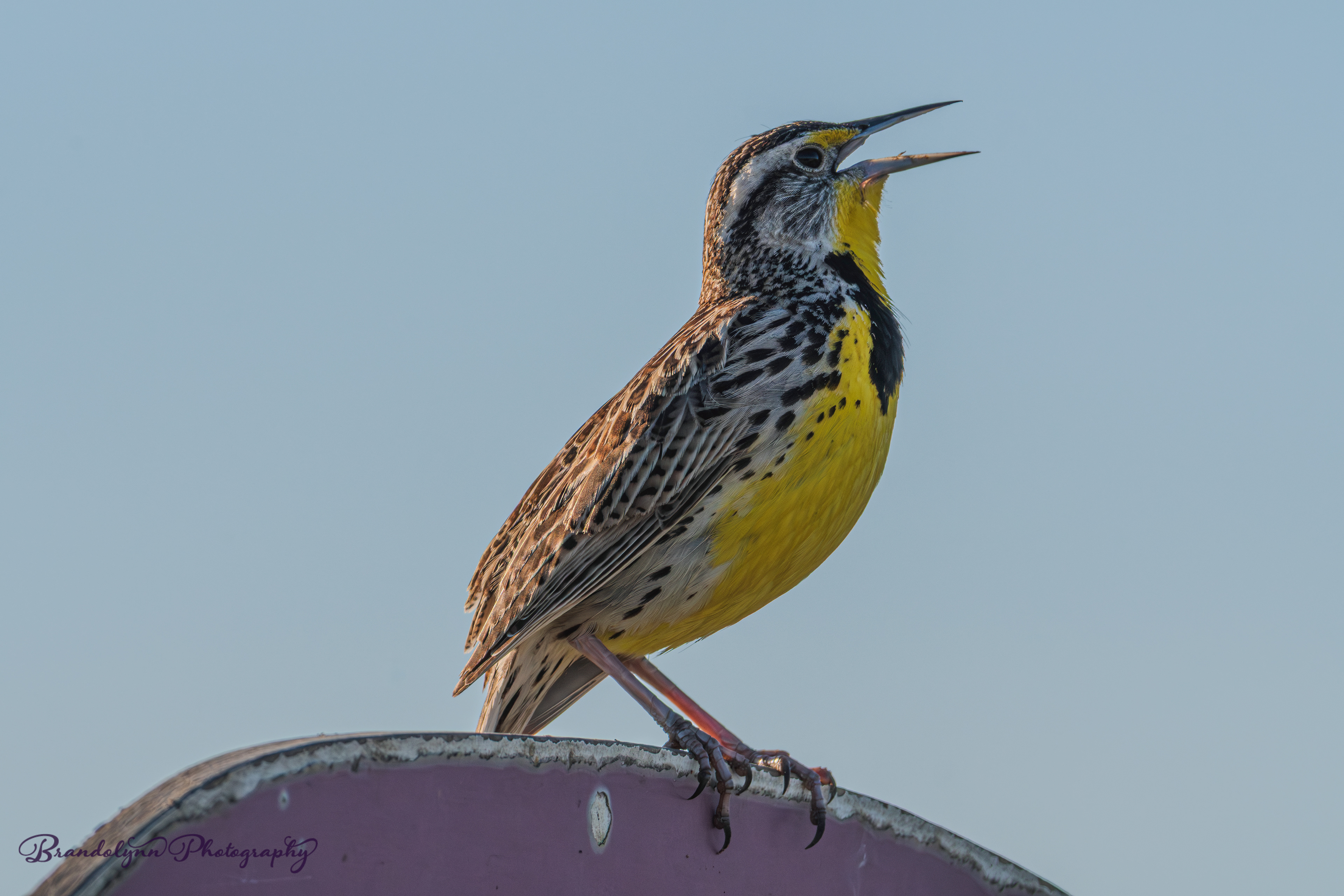 Male Western Meadowlark