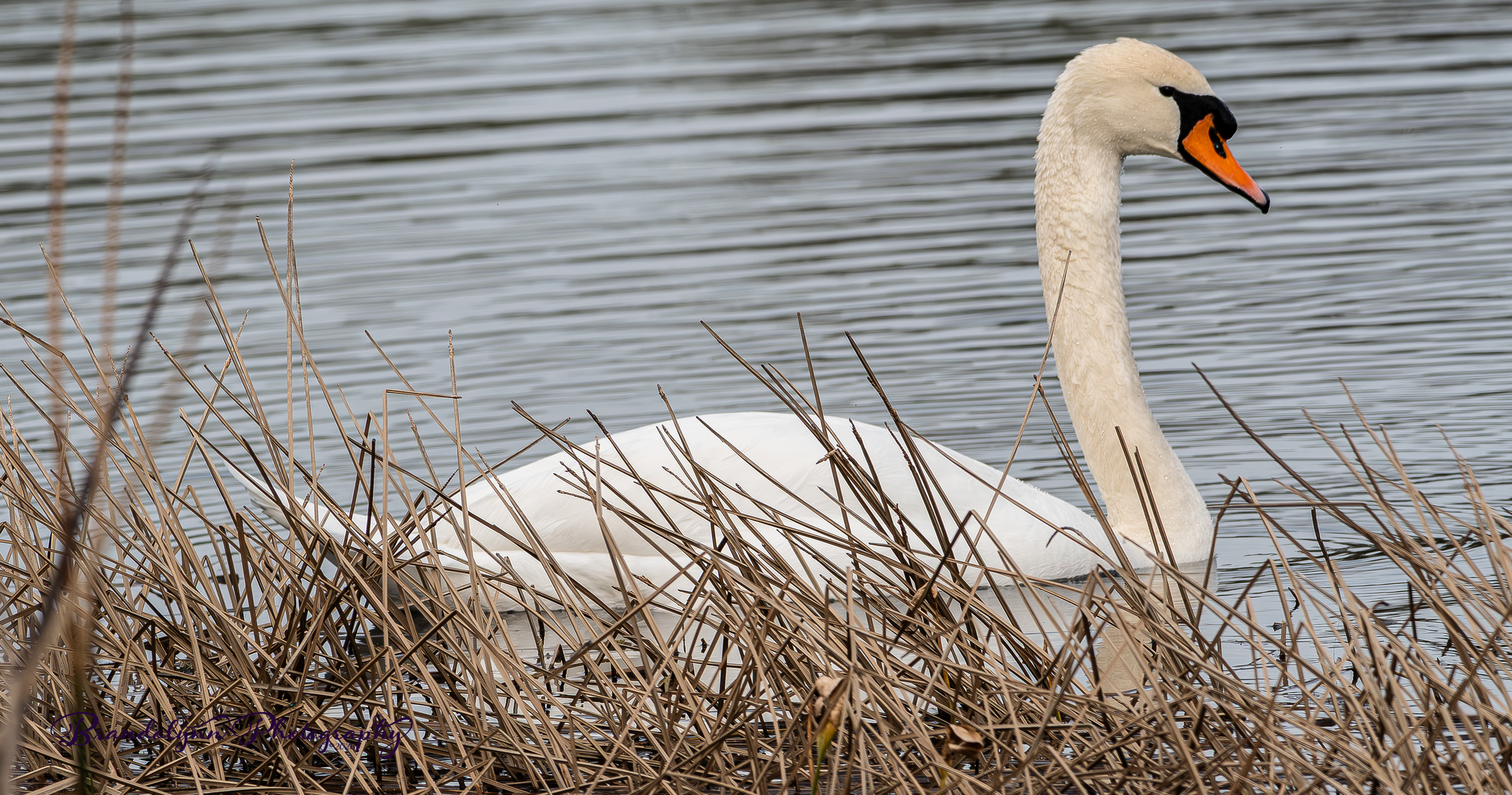 Female Mute Swan