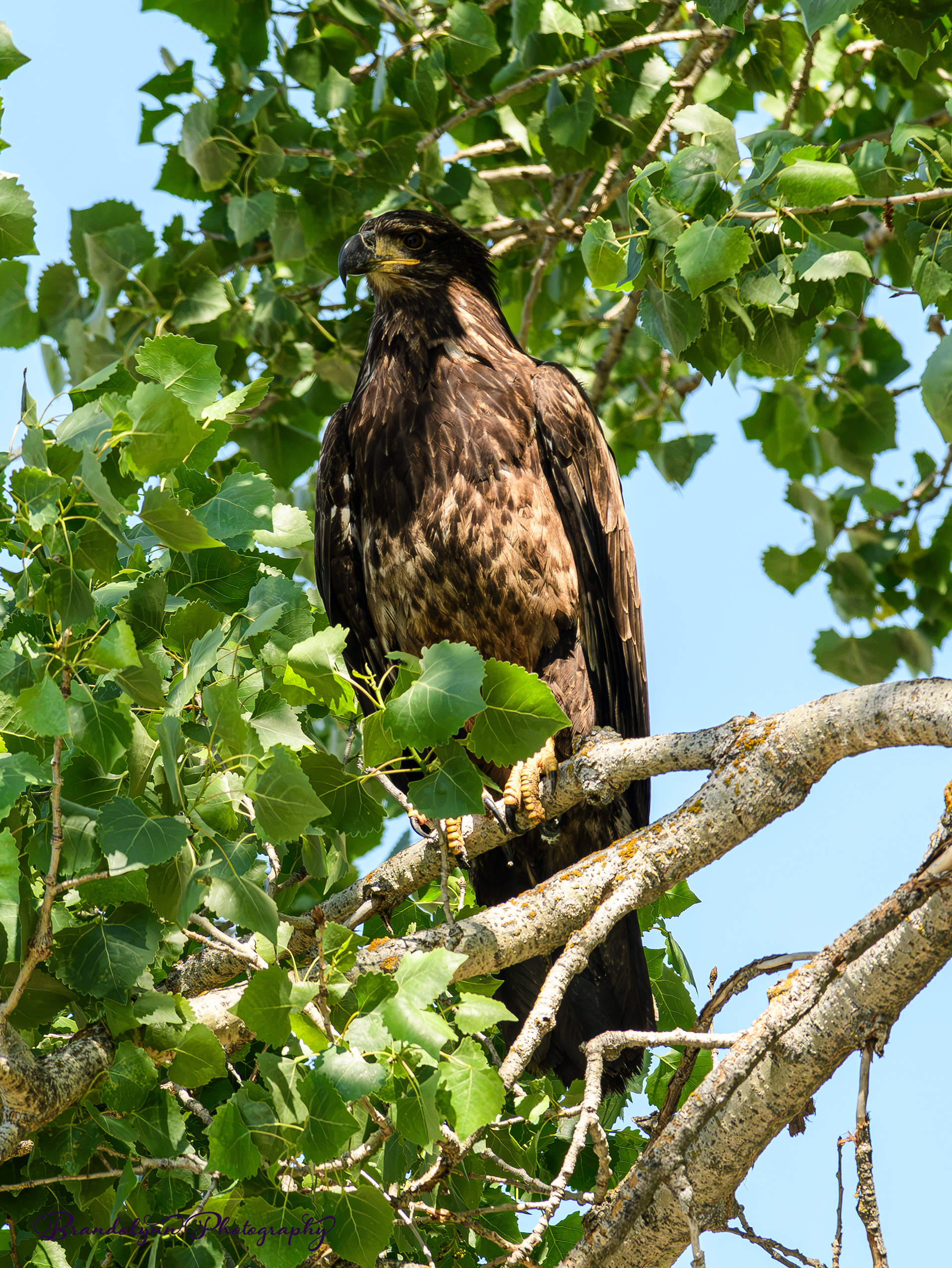 Juvenile Bald Eagle (under 2 yrs.)